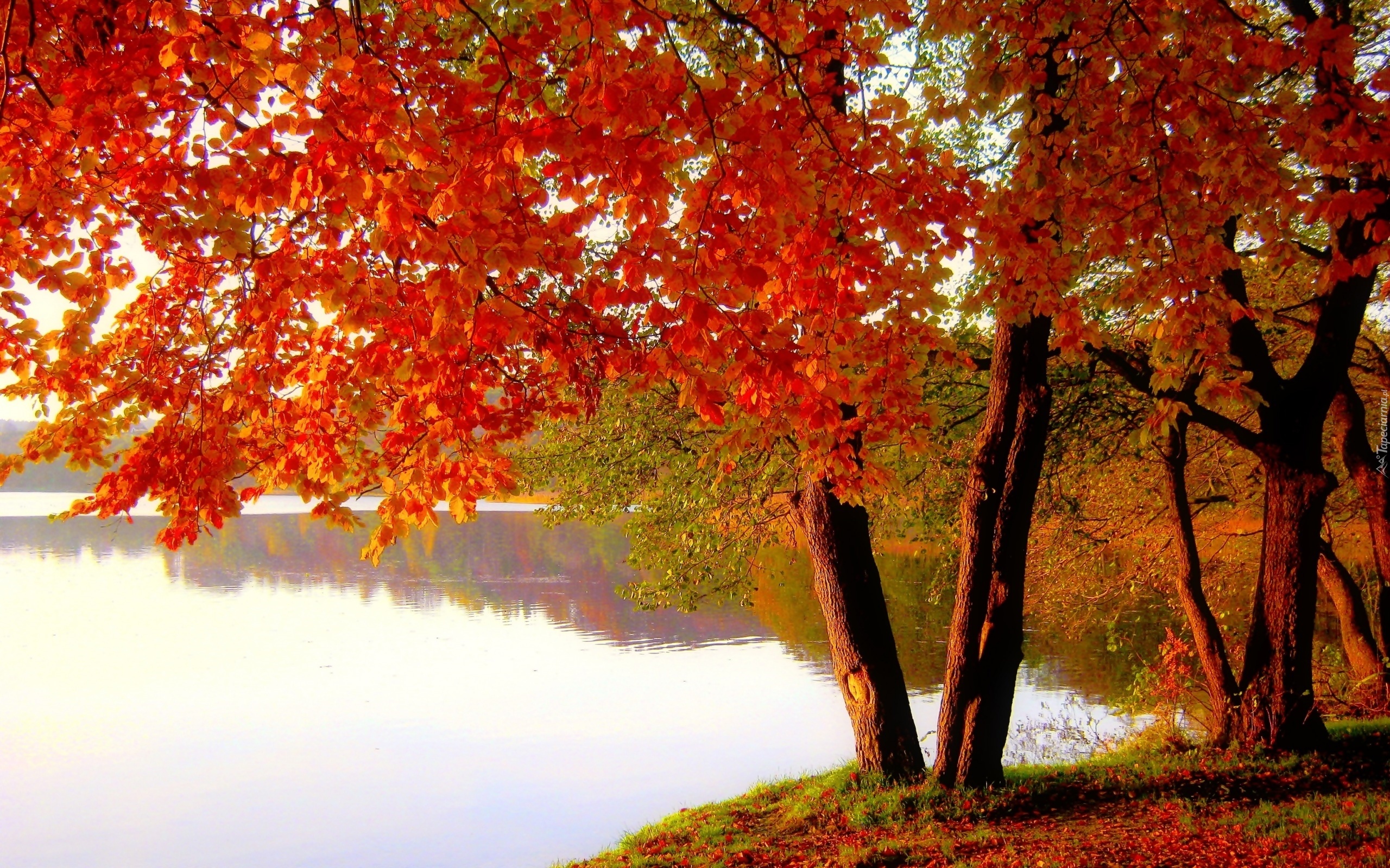 Jezioro, Kolorowe, Drzewa, Jesień