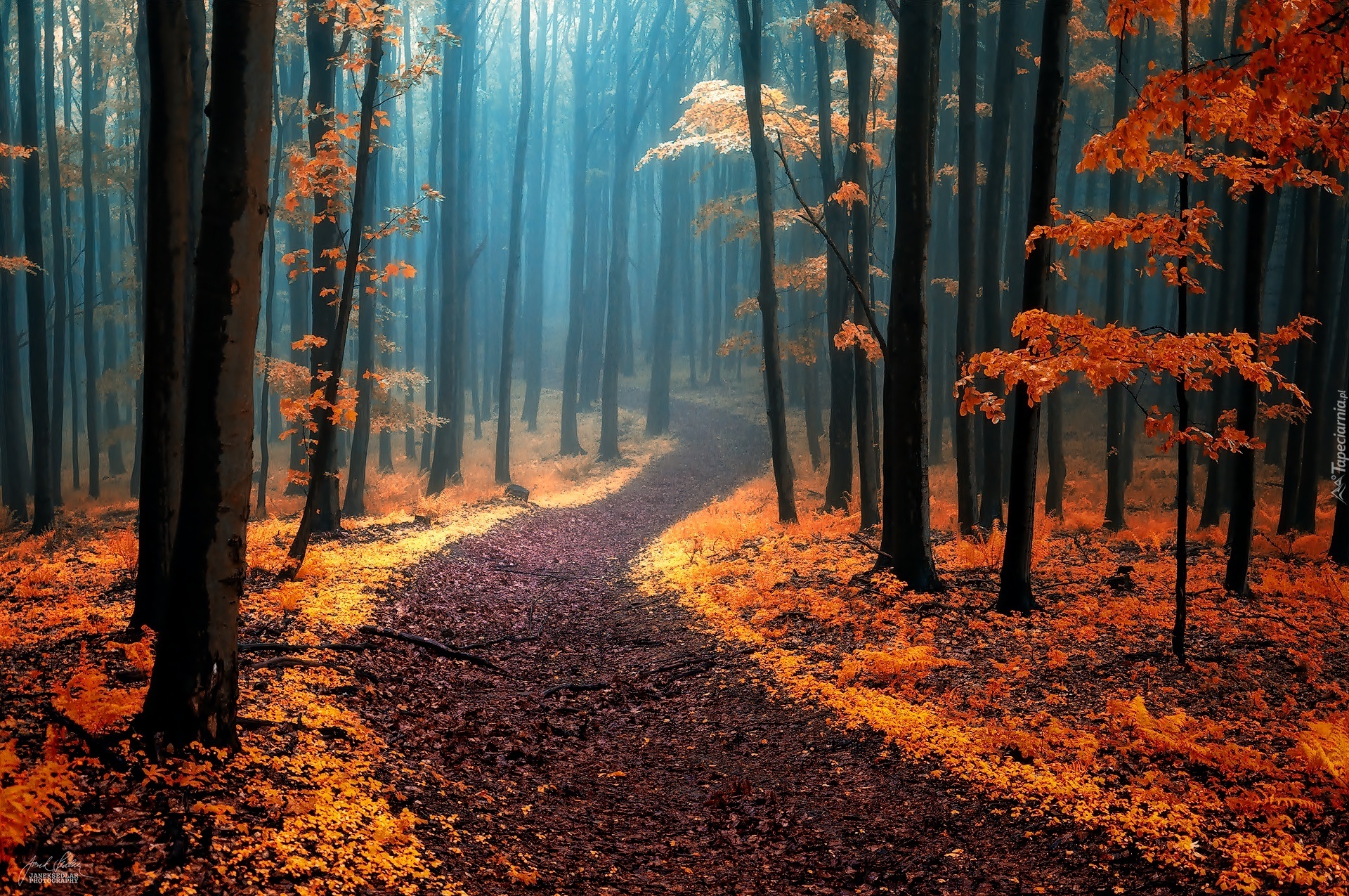 Jesień, Las, Ścieżka, Drzewa, Mgła
