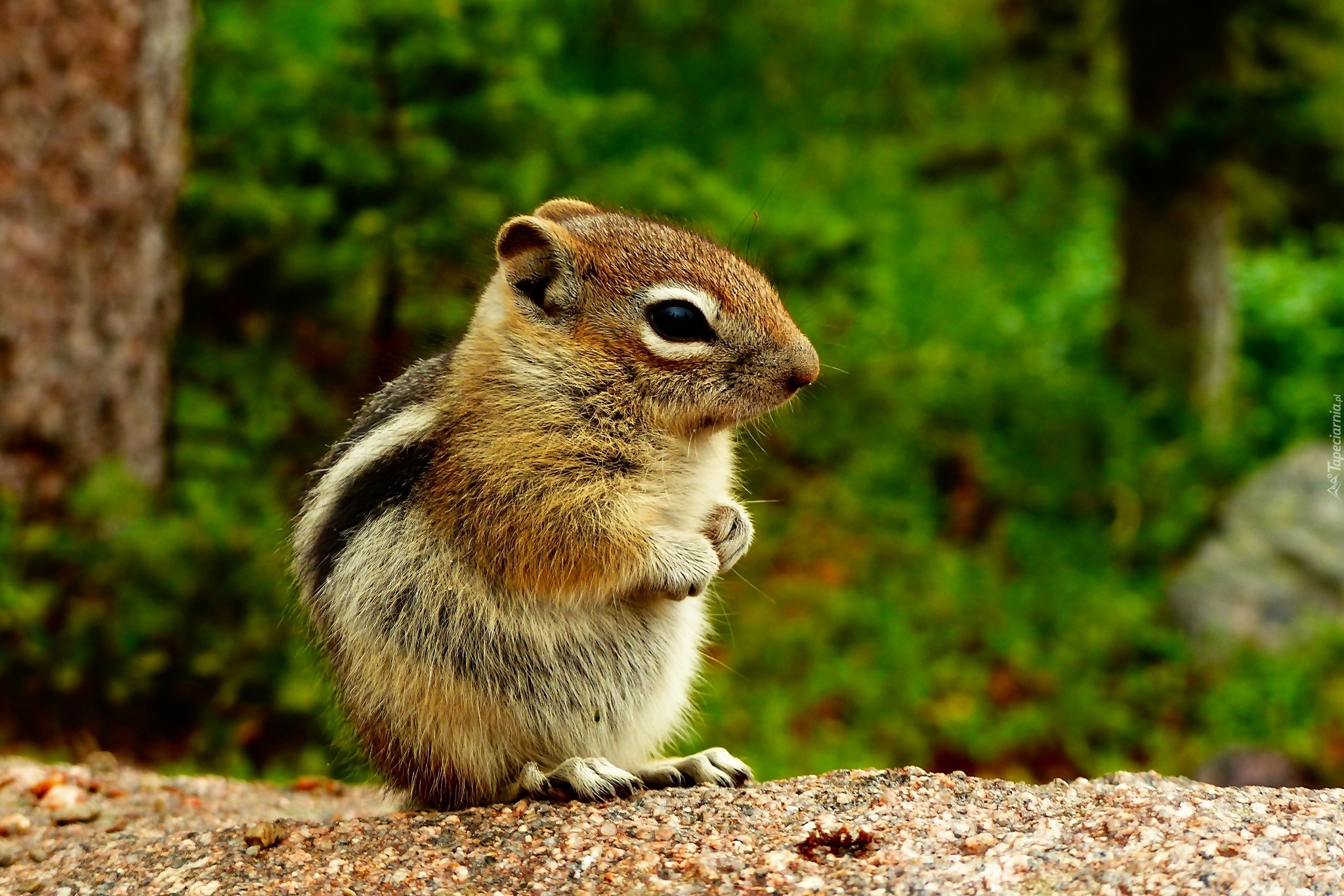 Chipmunk, Wiewiórka, Las