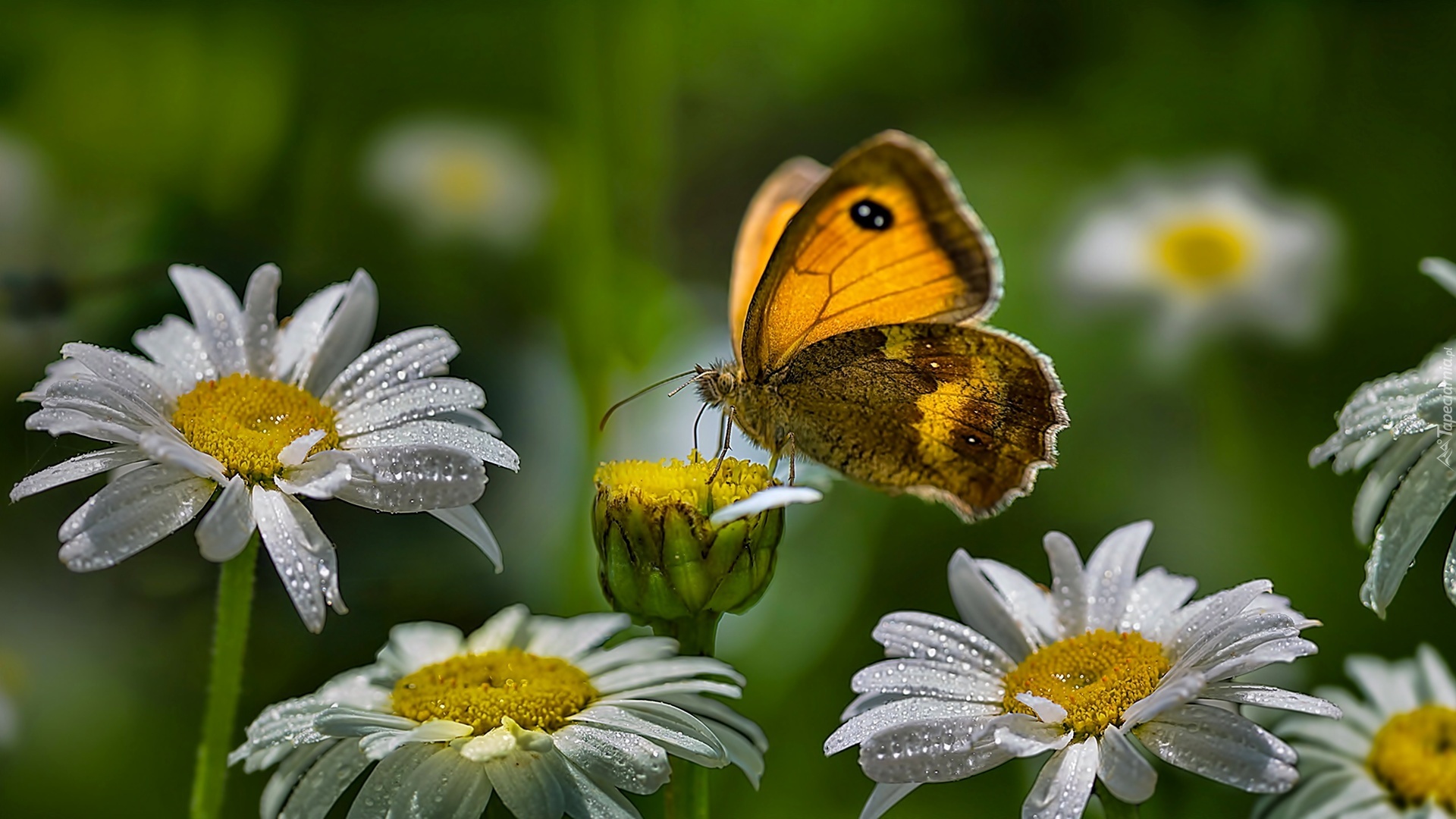 Margerytka, Motyl