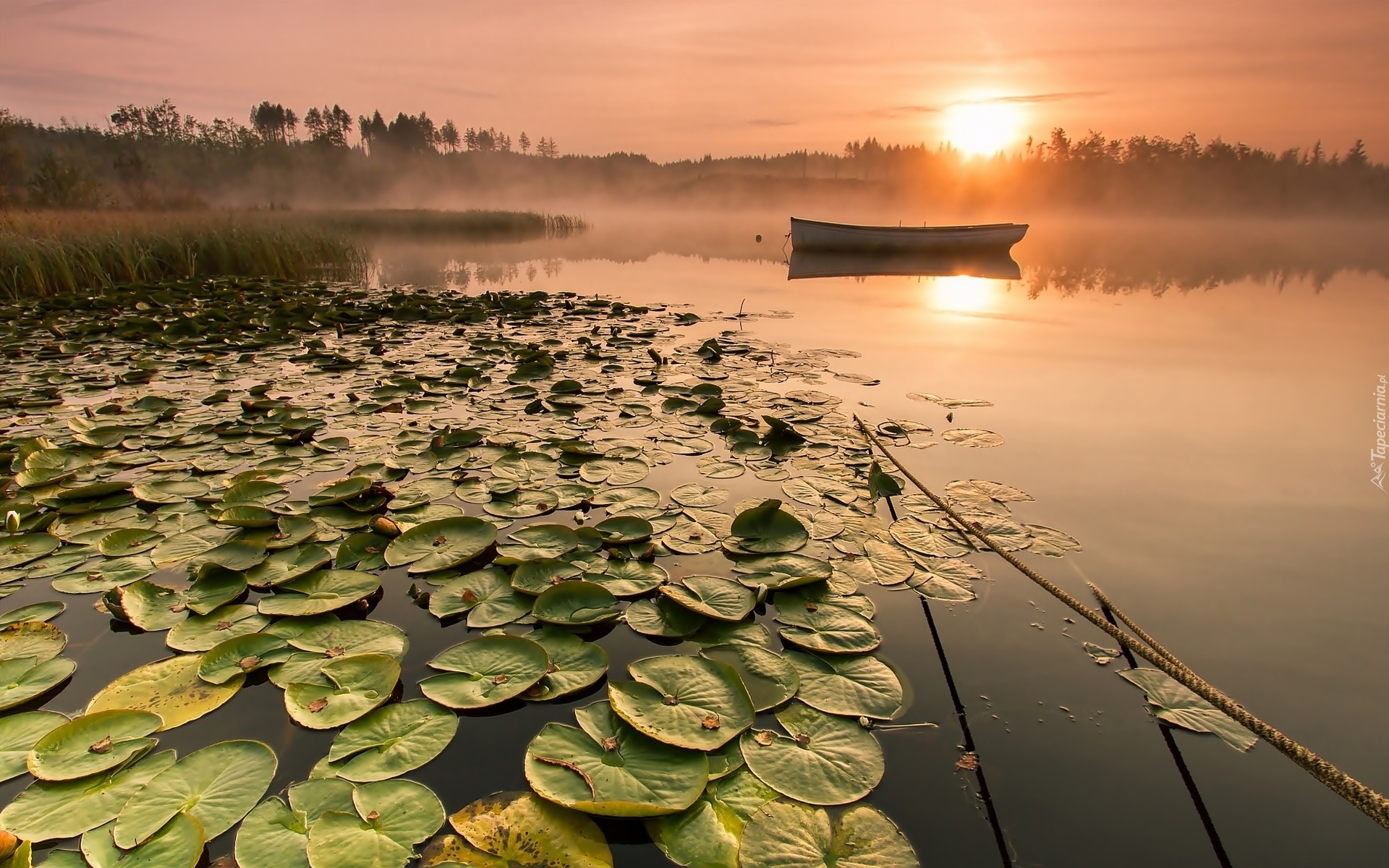 Jezioro, Wschód, Słońca, Łódka, Mgła, Lilie, Wodne