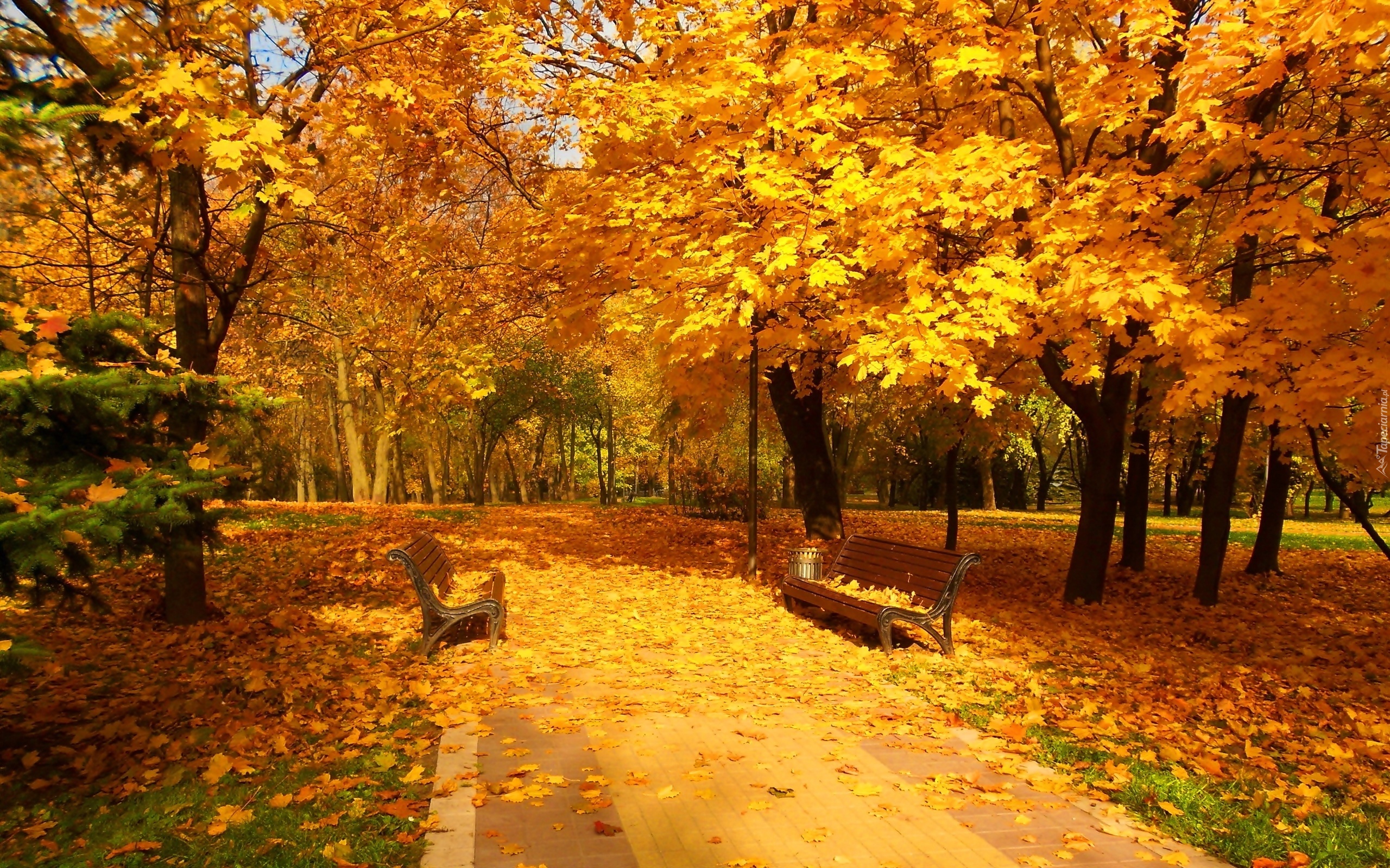 Park, Ławeczki, Alejki, Dywan, Z, Liści, Piękna, Złota, Jesień
