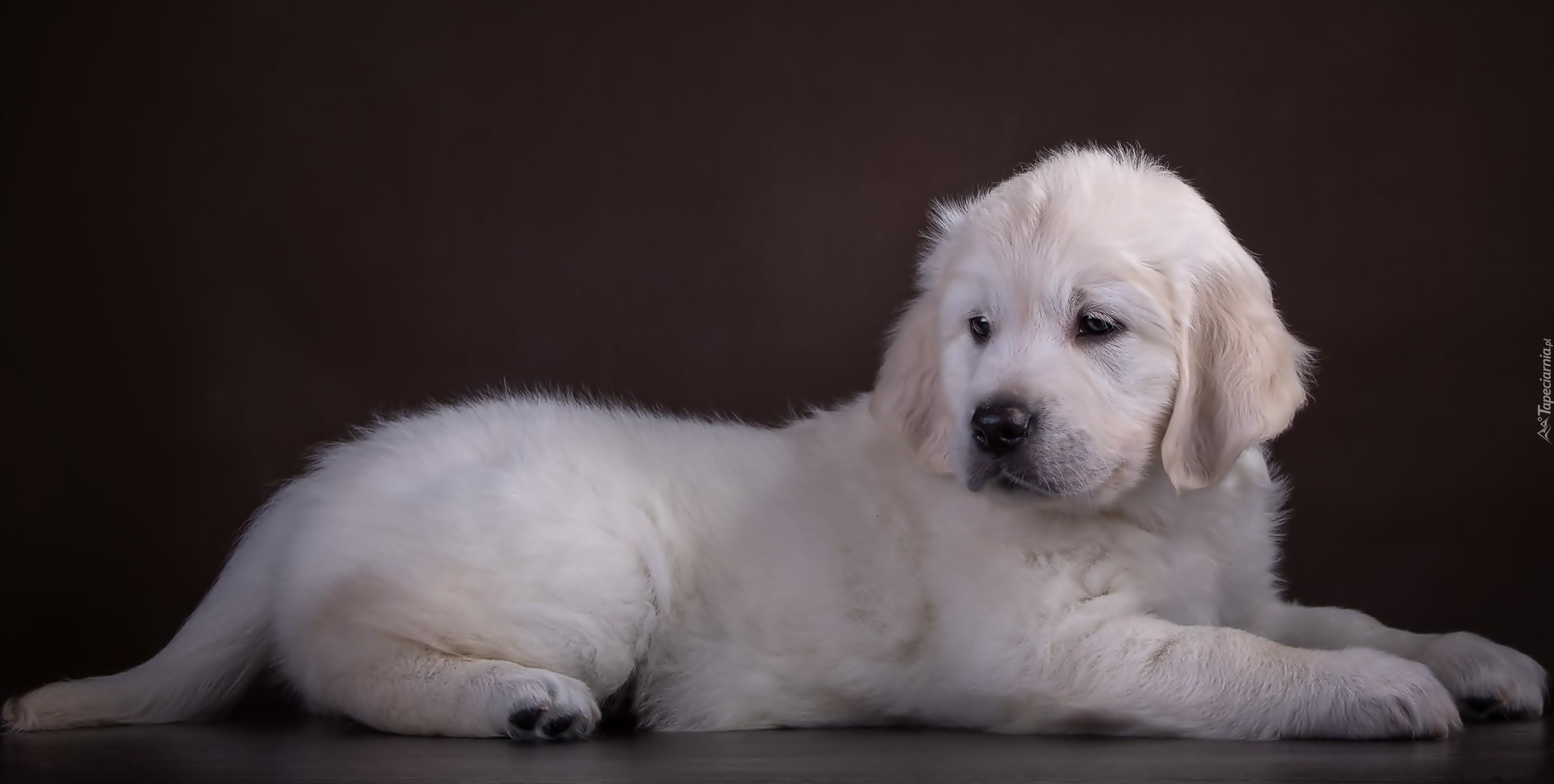 Golden, Retriever, Szczeniaczek, Biały