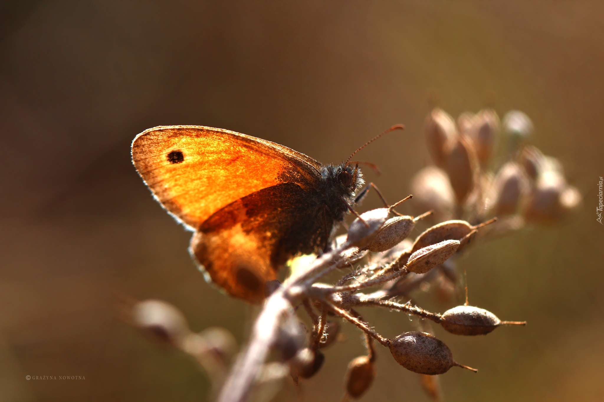 Przestrojnik, Motyl, Owad