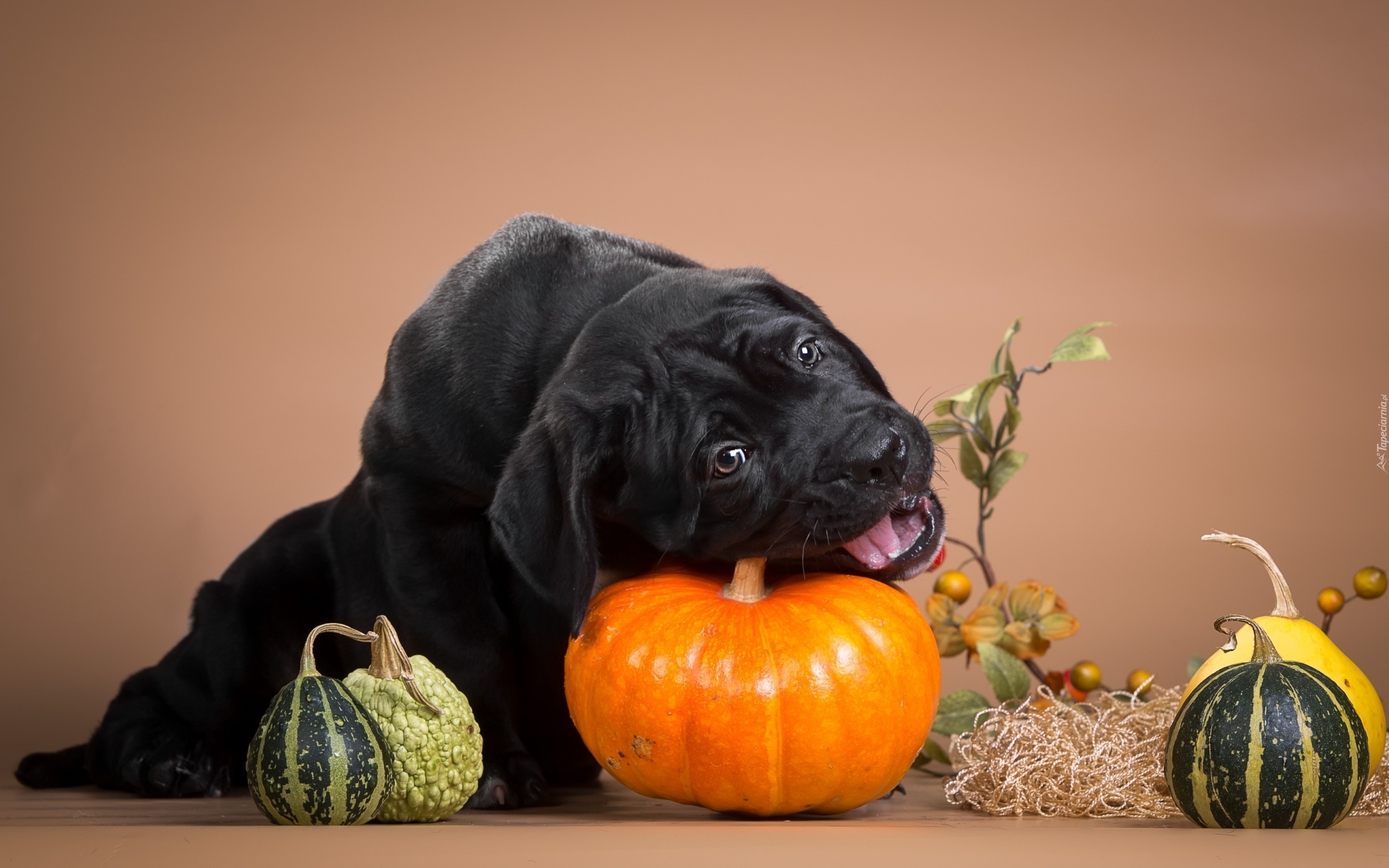 Pies, Szczeniak, Dynie, Cane Corso