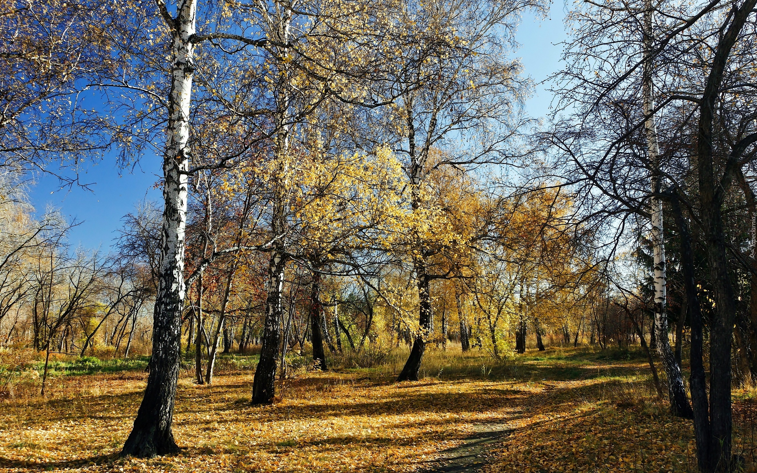 Jesień, Las, Drzewa, Przyroda