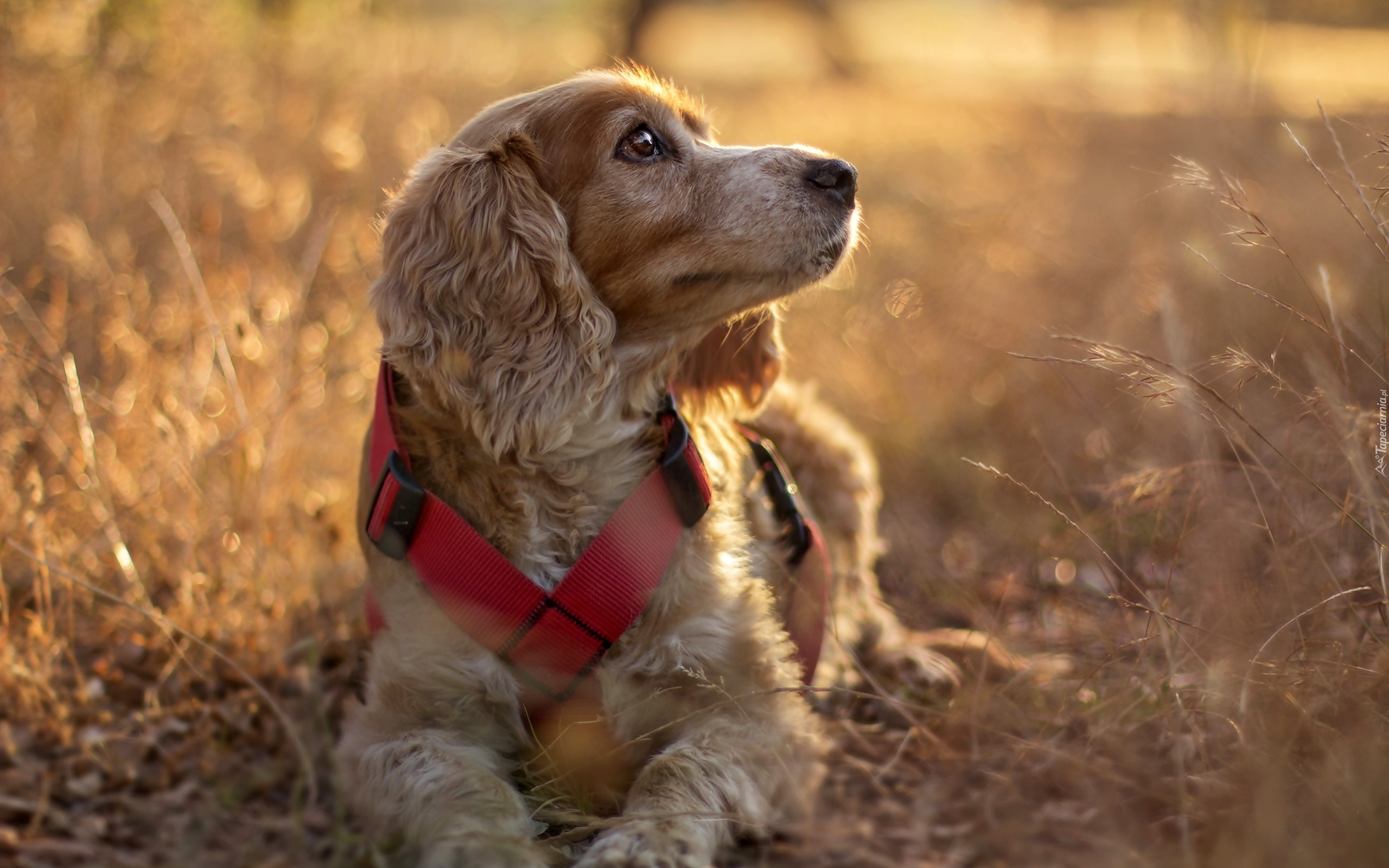 Pies, Suche, Trawy, Cocker spaniel angielski