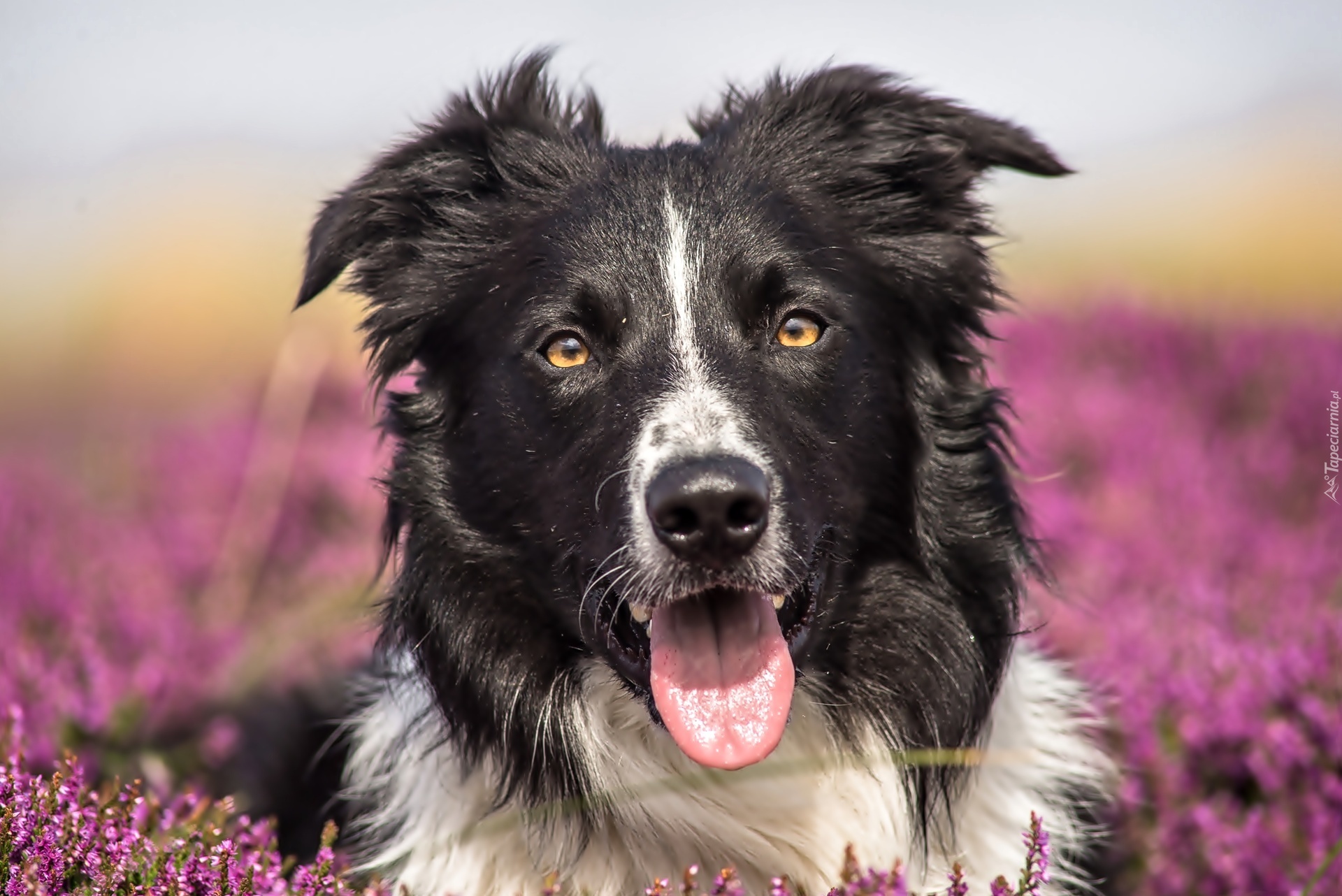 Border Collie, Pies