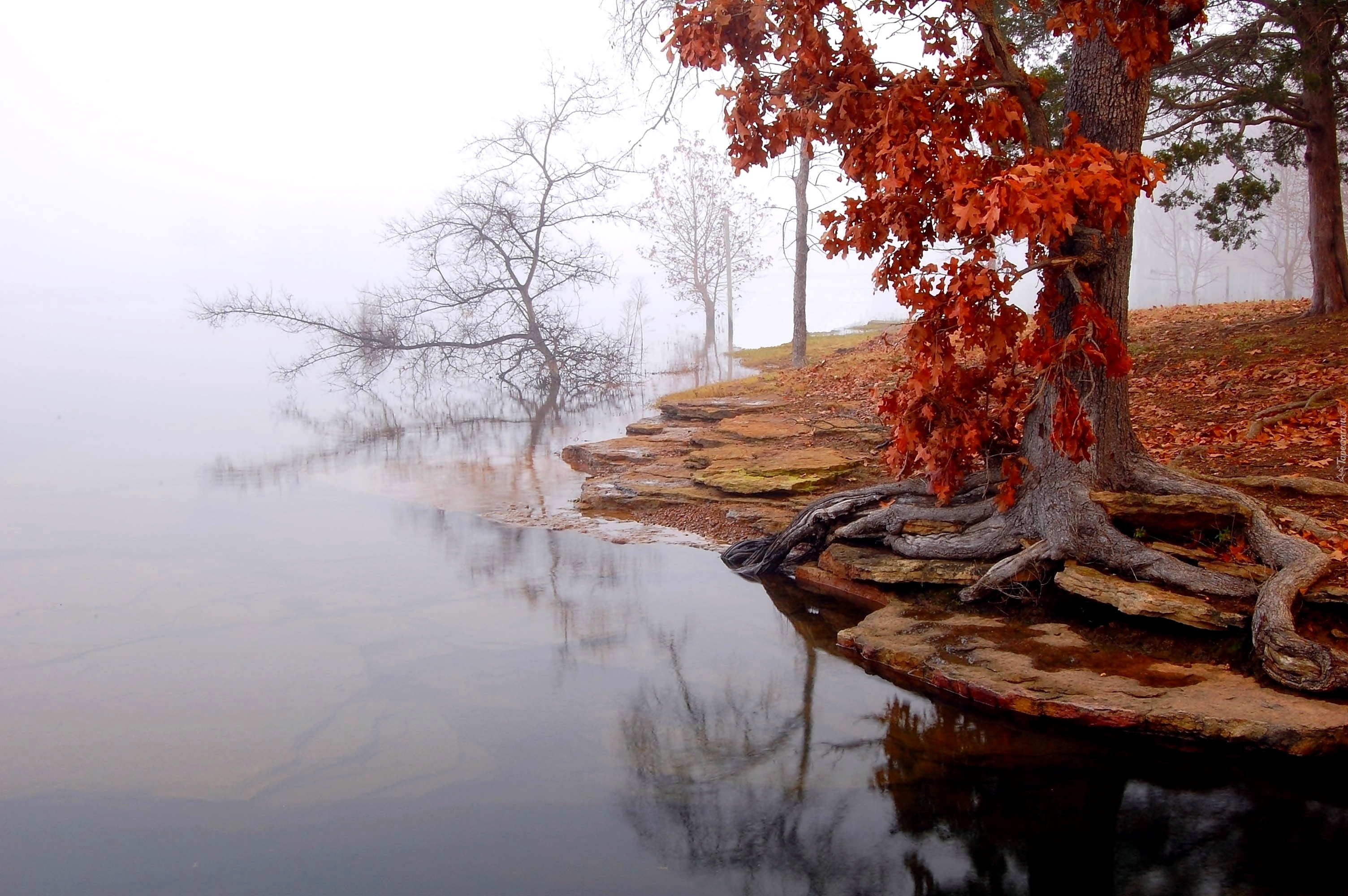 Jezioro, Mgła, Drzewo, Jesień