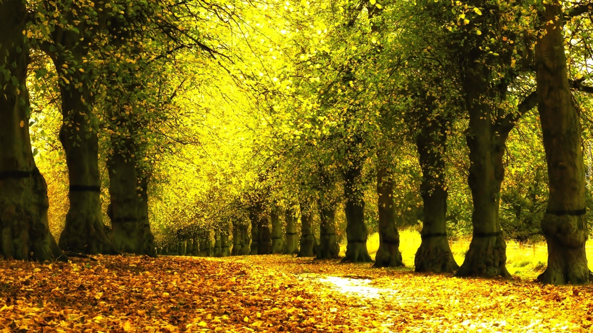 Jesień, Park, Drzewa, Liście, Aleja