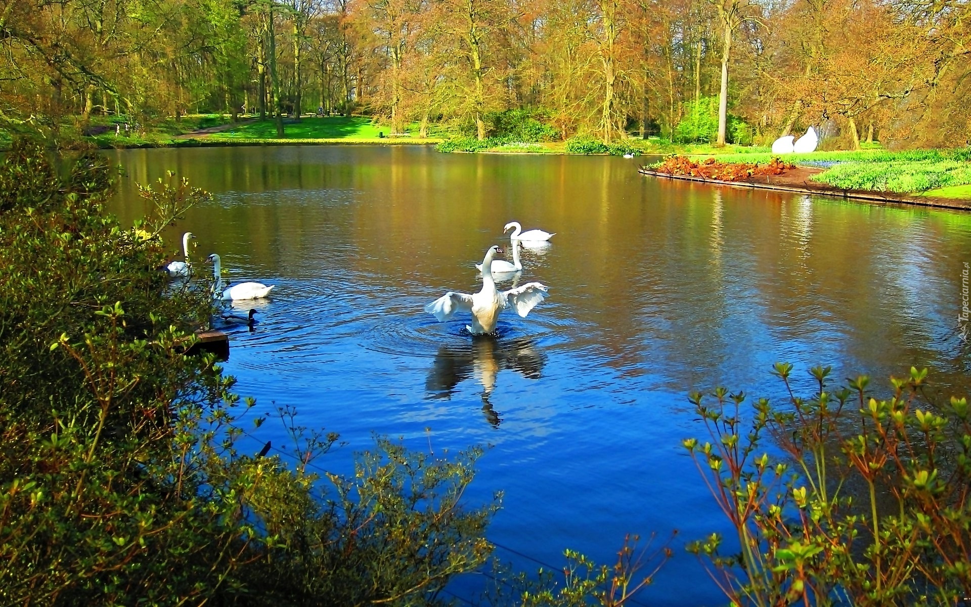 Park, Staw, Łabędzie, Jesień