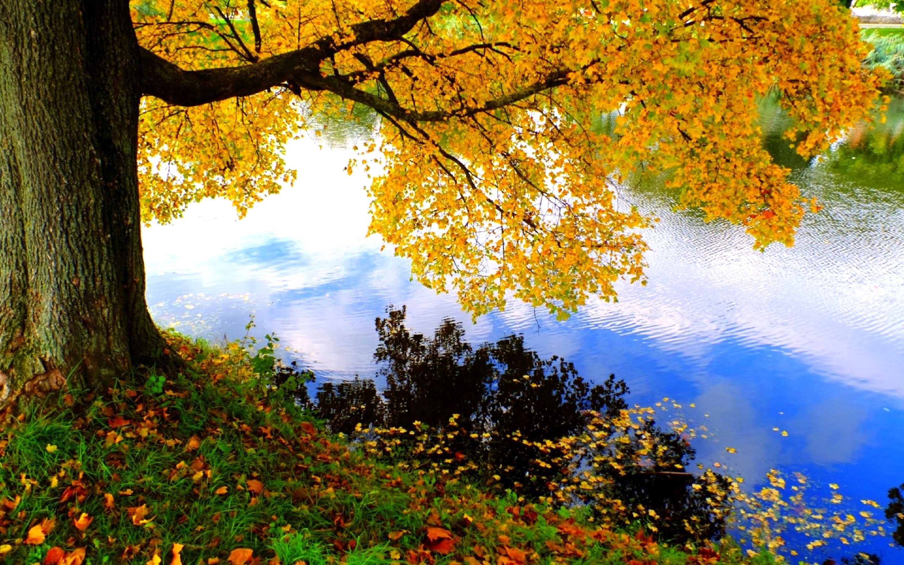 Rzeka, Kolorowe, Drzewa, Liście, Jesień