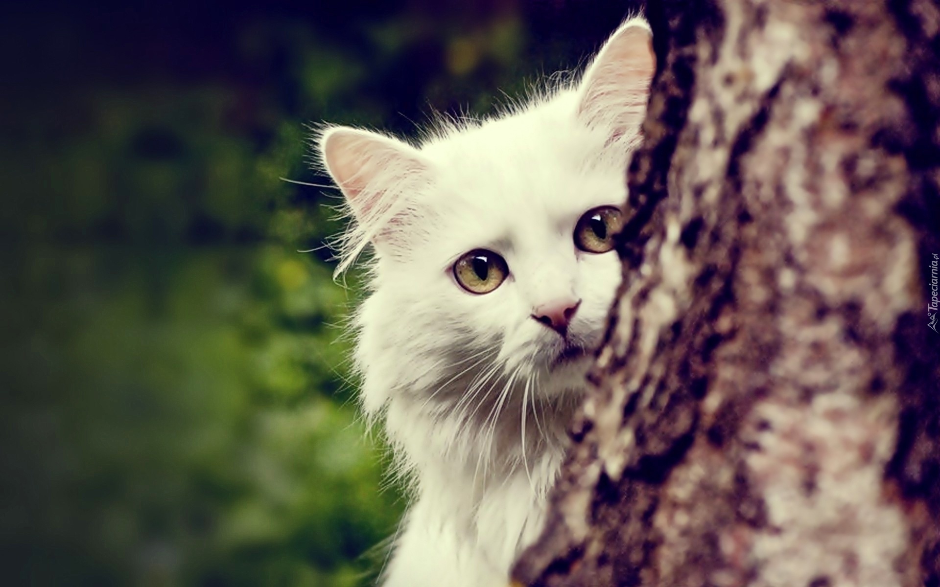 Biały, Kot, Drzewo