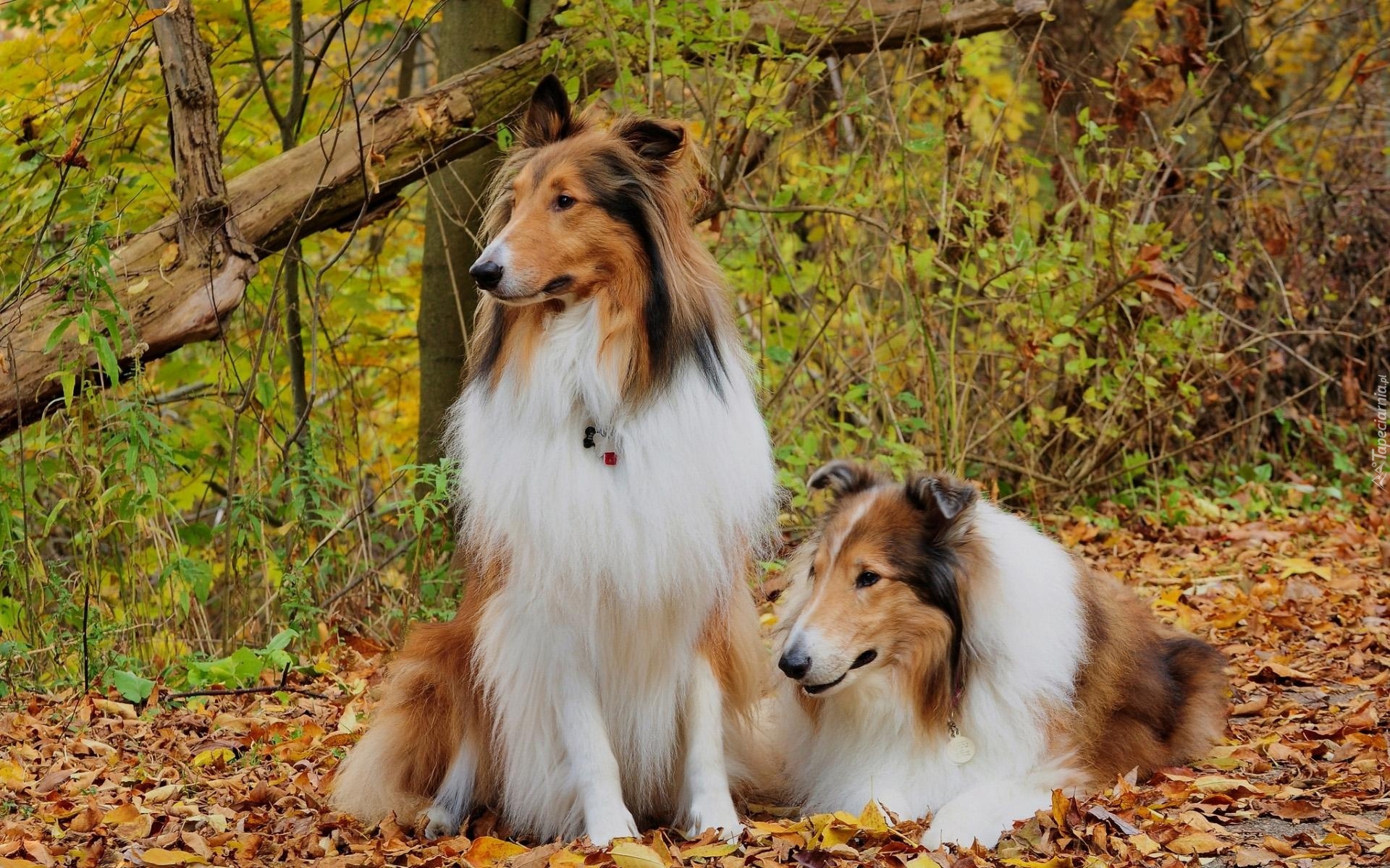 Dwa, Owczarki, Szkockie, Collie, Tricolor, Jesień