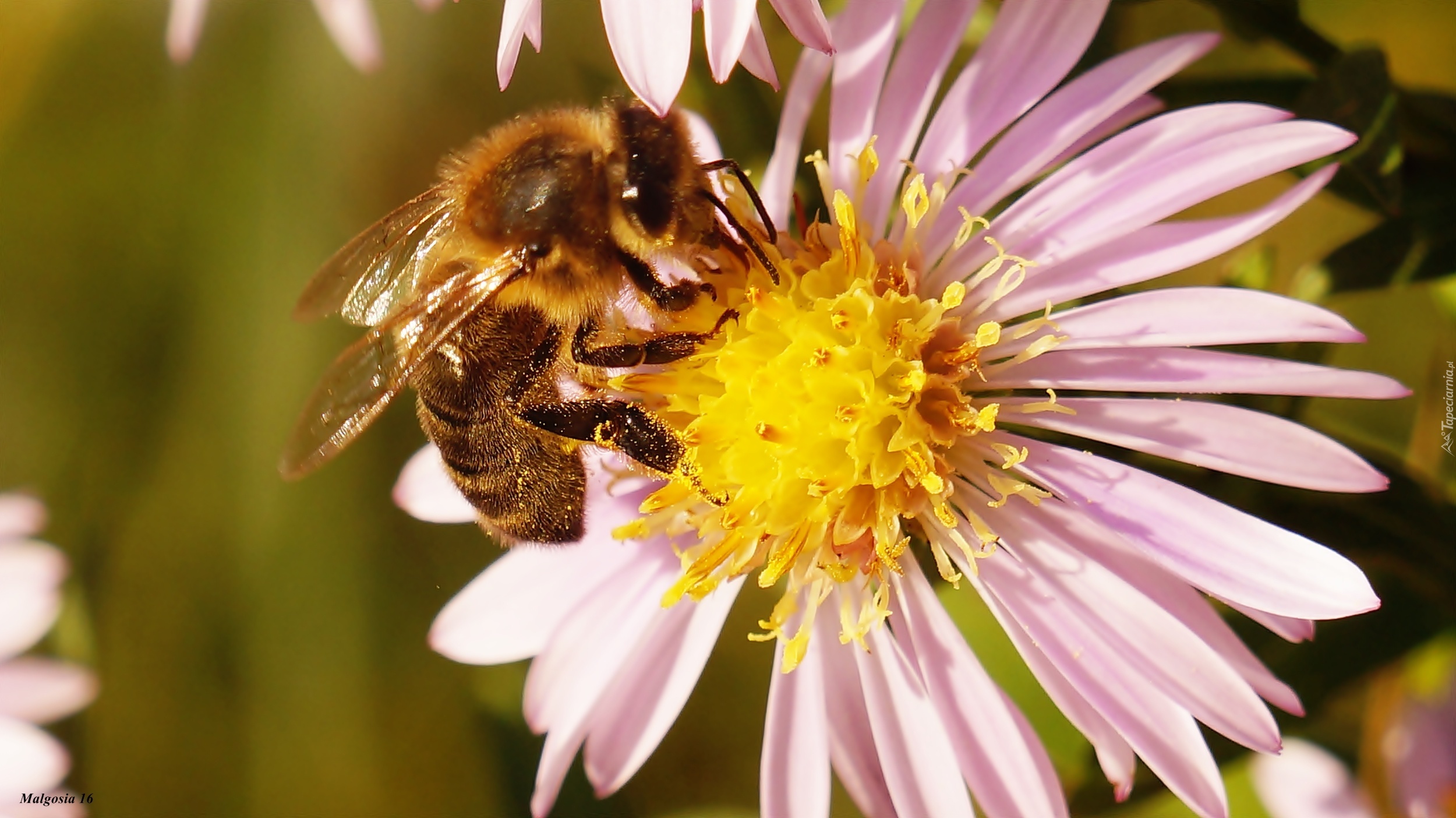 Aster, Pszczoła, Makro