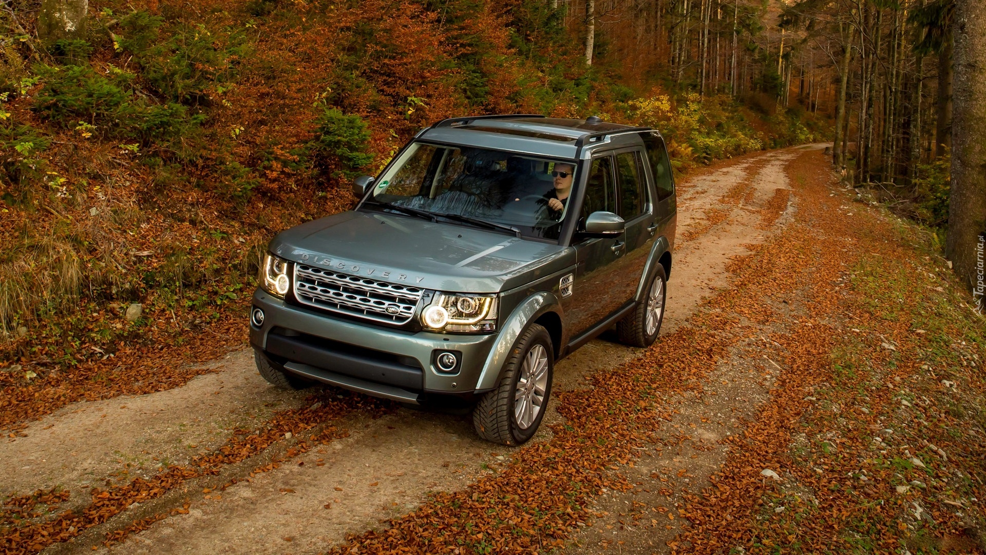 Land Rover, Discovery, Jesień, Las, Droga
