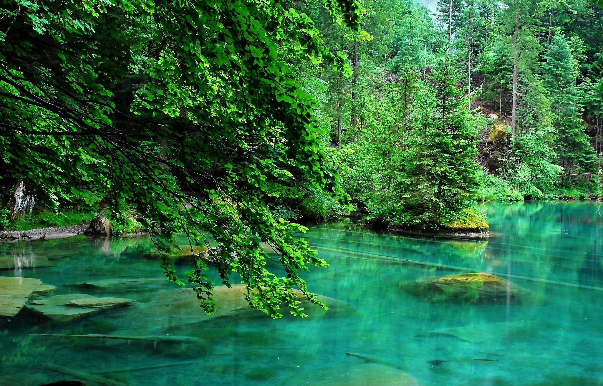 Las, Jezioro, Lato, Drzewa