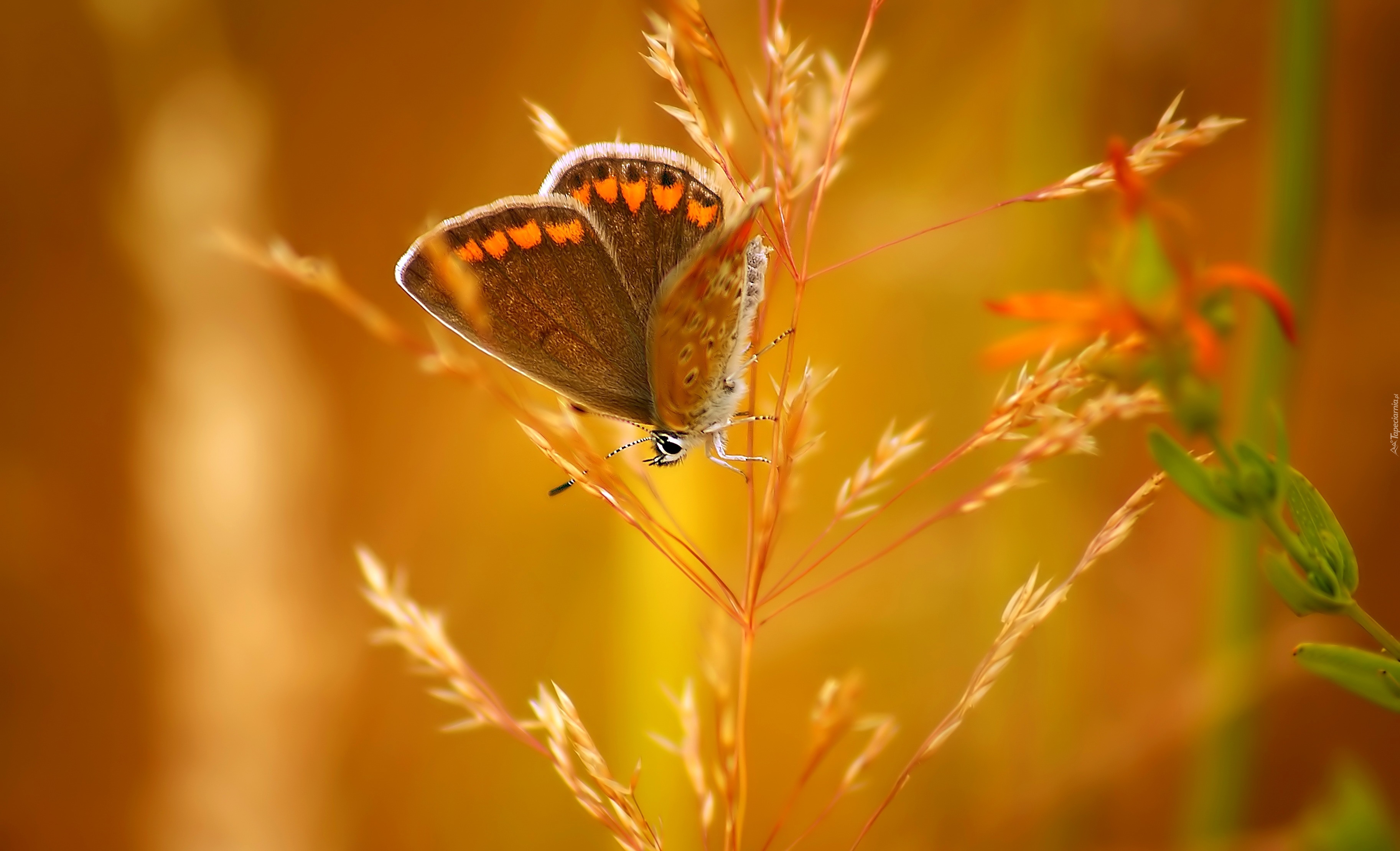 Motyl, Kłos Trawy, Makro