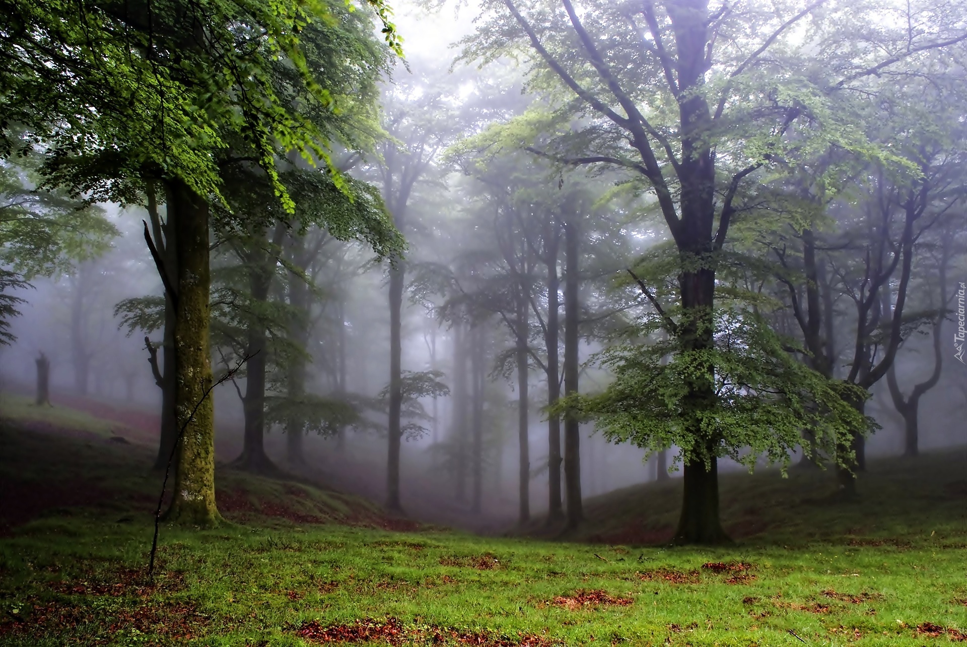 Park, Drzewa, Mgła