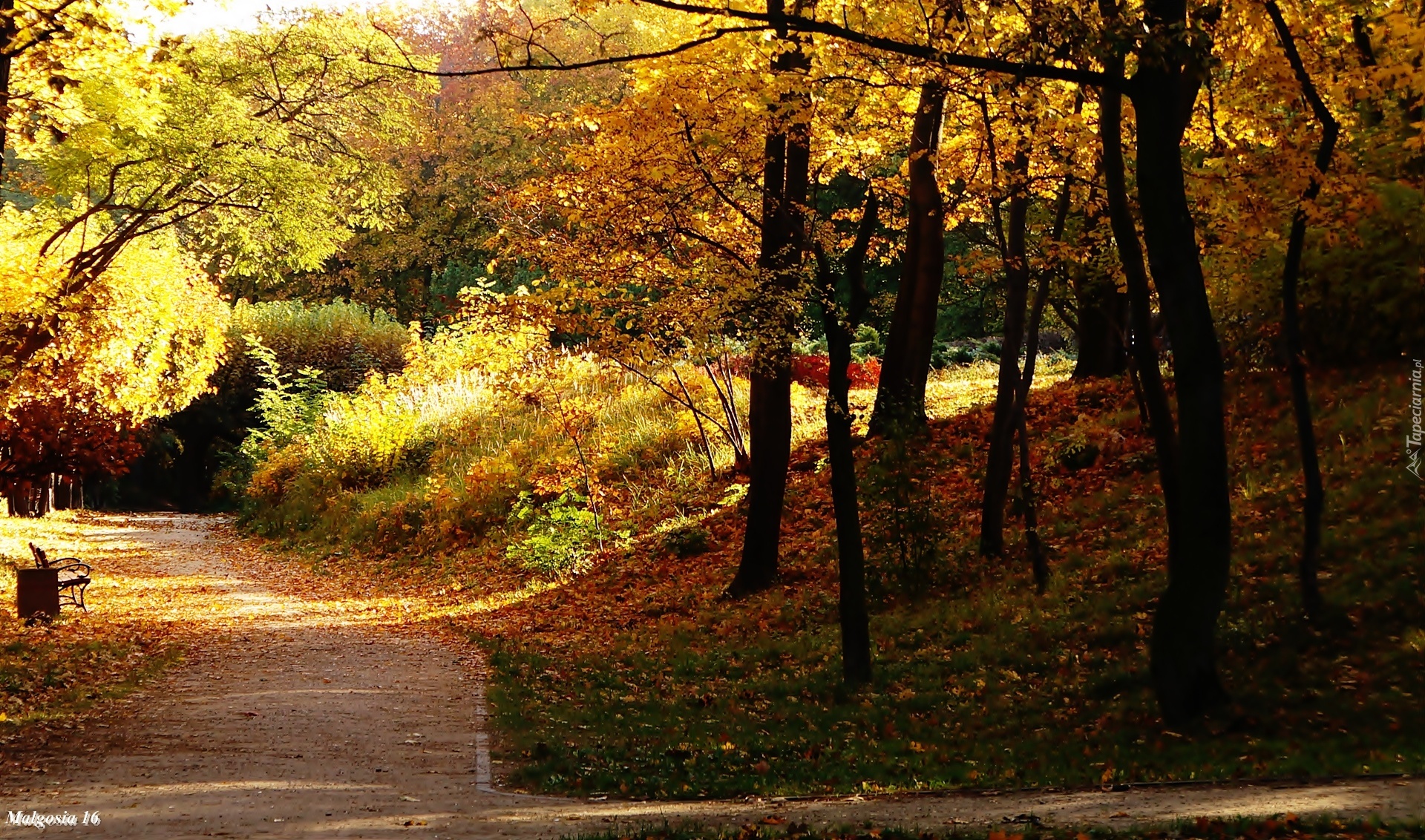 Park, Alejka, Ławka, Drzewa, Jesień