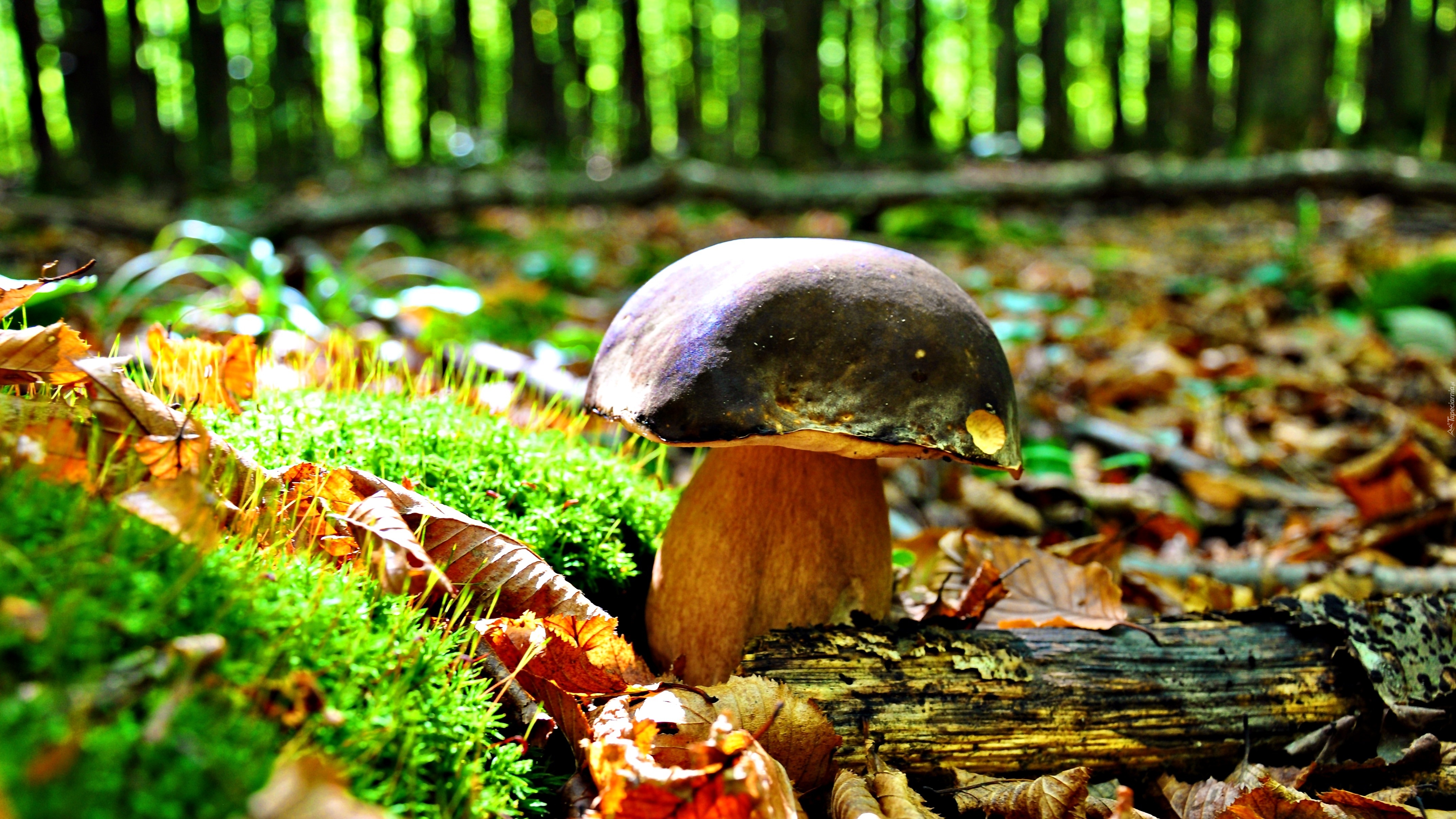 Грибы природа лес. Гриб Боровик. Осенний грибной лес. Осень грибы. Грибная Поляна в лесу.