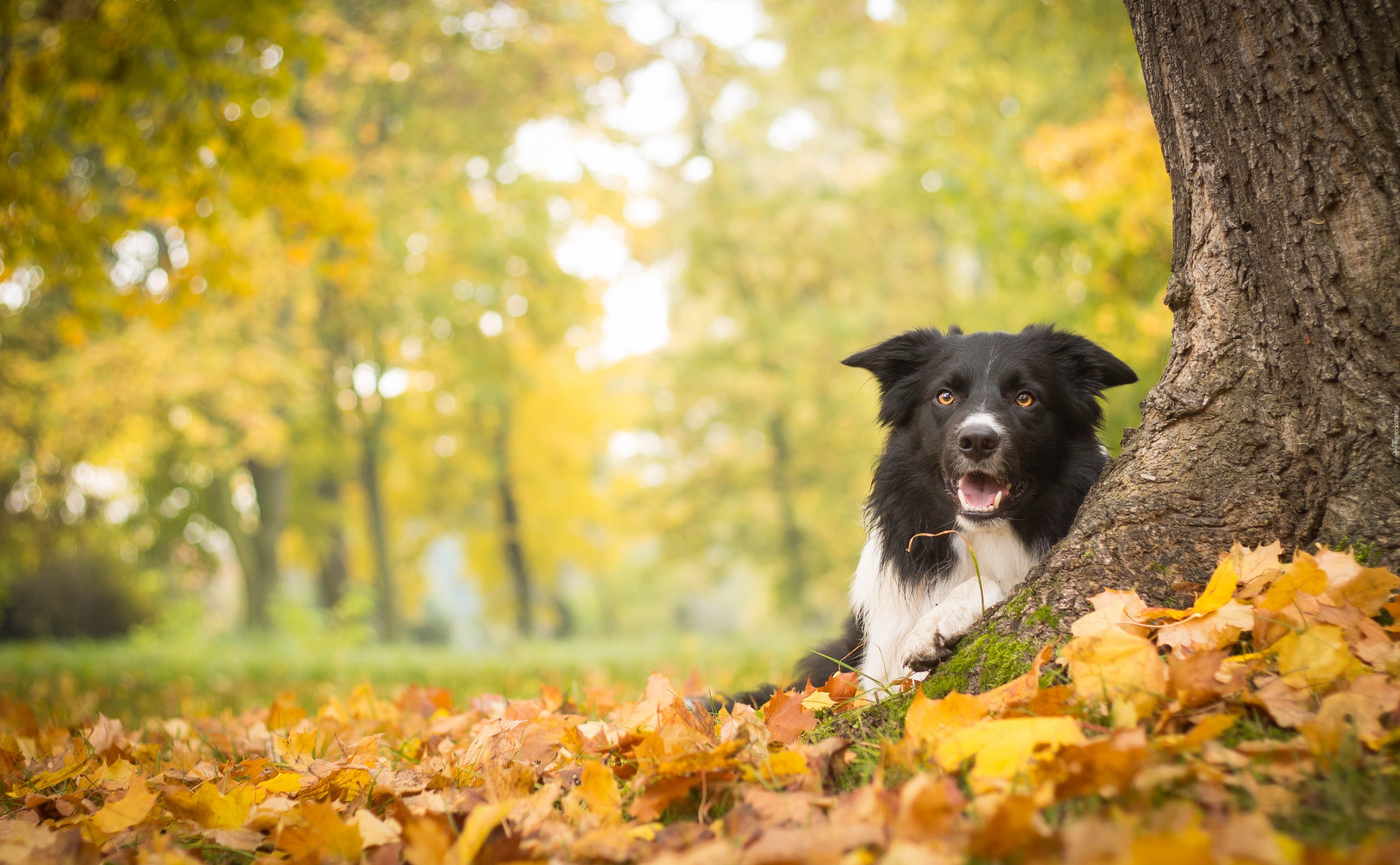 Jesień, Drzewo, Border Collie