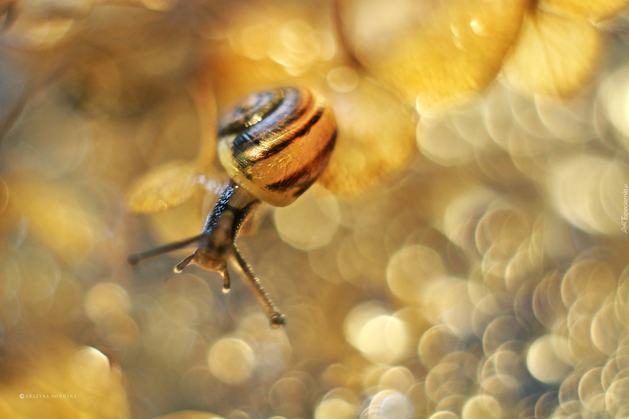 Ślimak, Suche, Rośliny, Bokeh