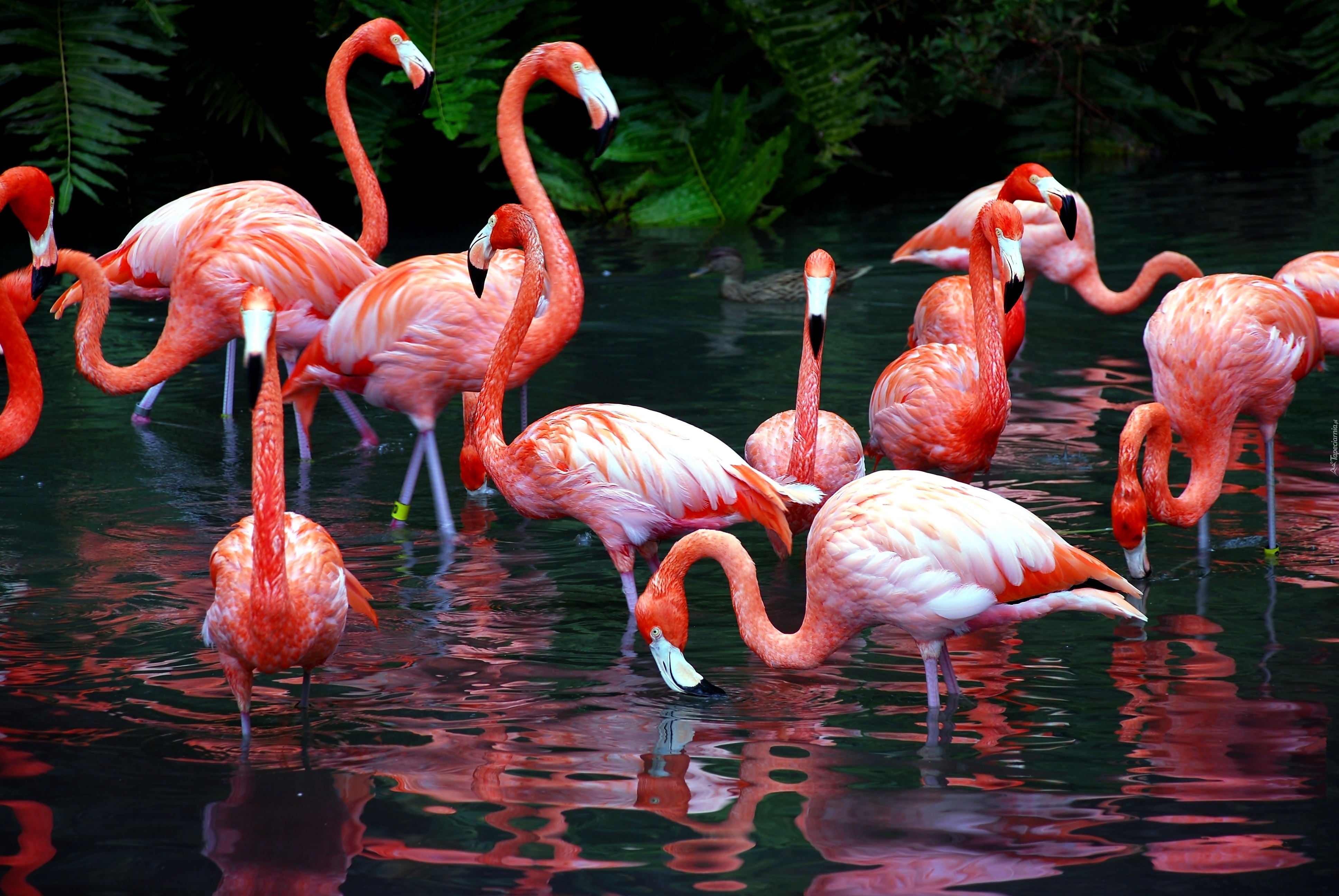 Flamingi, Staw