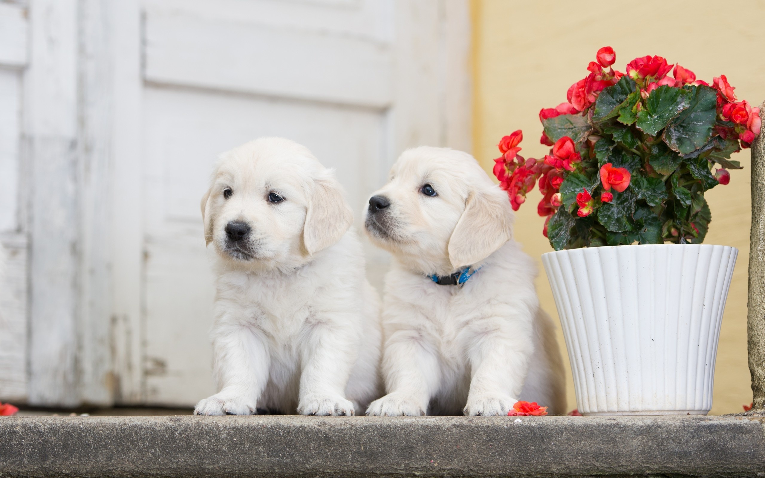 Pieski, Szczeniaki, Golden retriever, Pelargonia