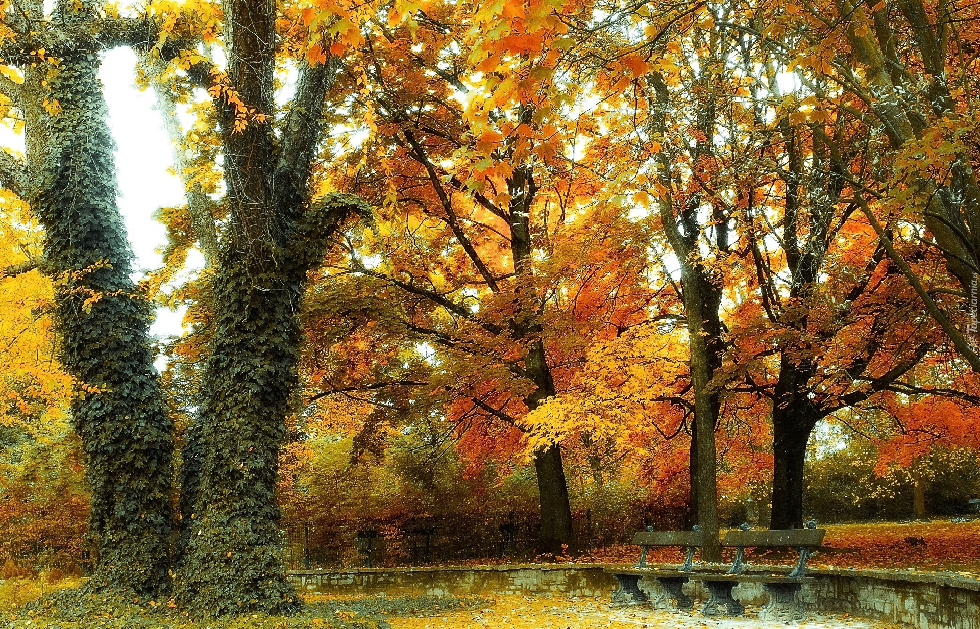 Jesień, Park, Drzewa