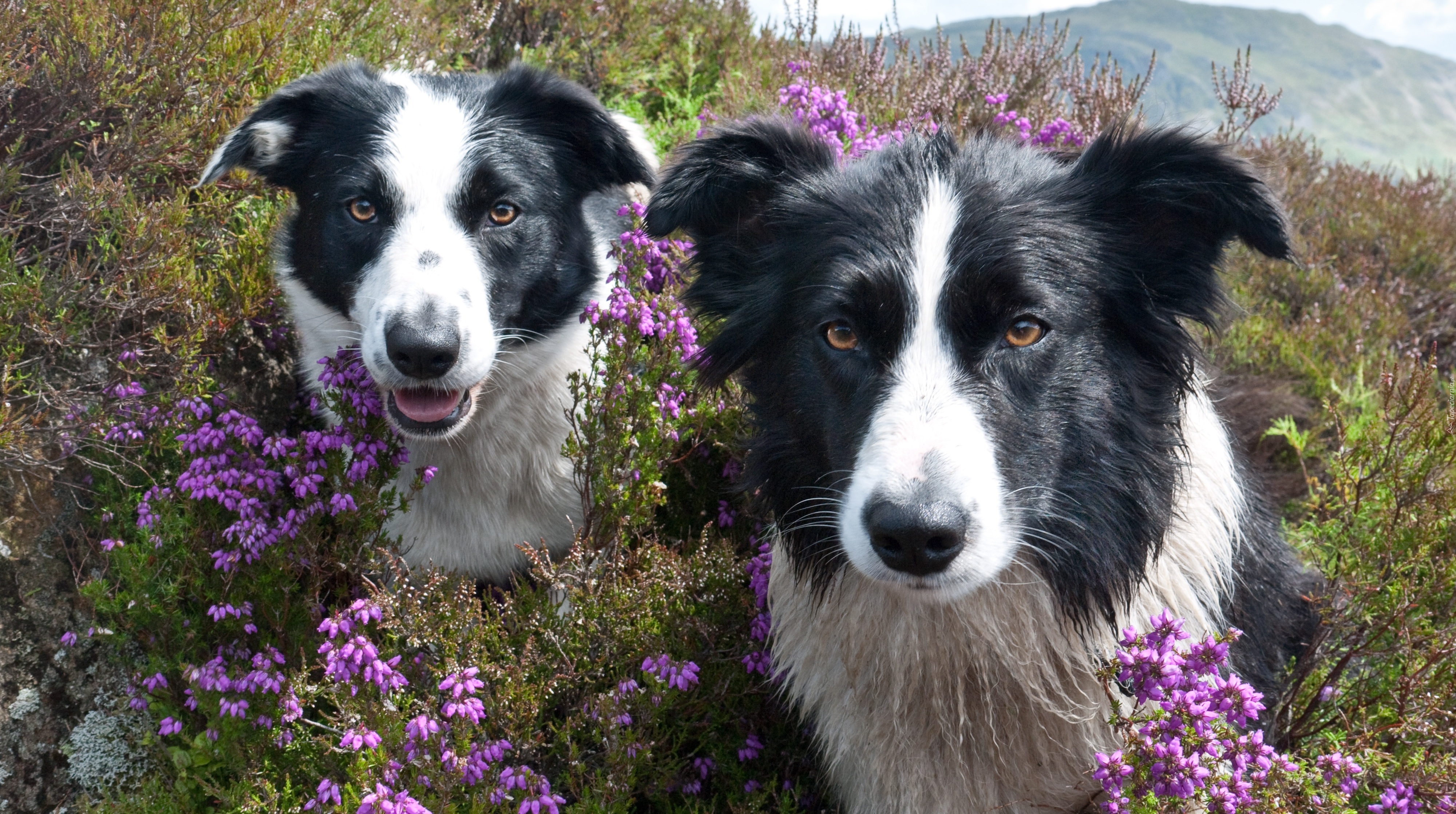 Dwa, Psy, Border Collie, Kwiaty