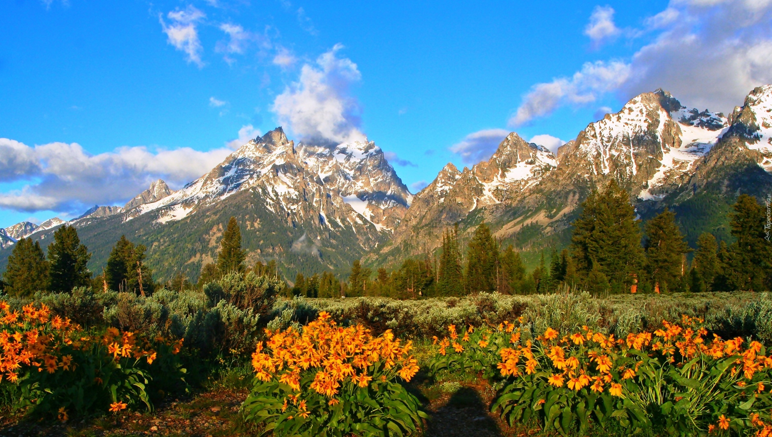 Stany Zjednoczone, Park Narodowy Grand Teton, Góry Teton Range, Las, Łąka, Kwiaty