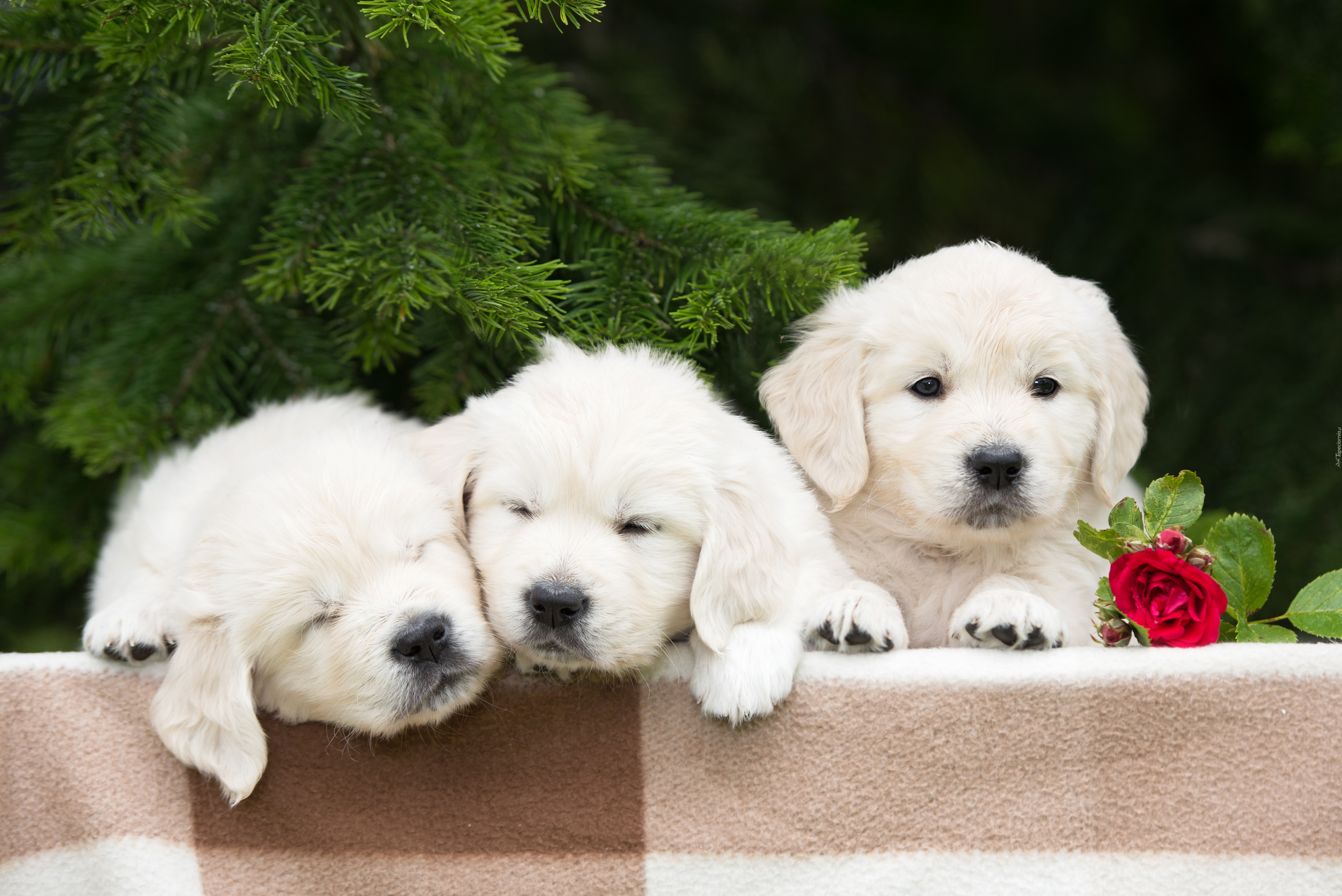 Szczeniaki, Golden retriever, Iglak, Róża