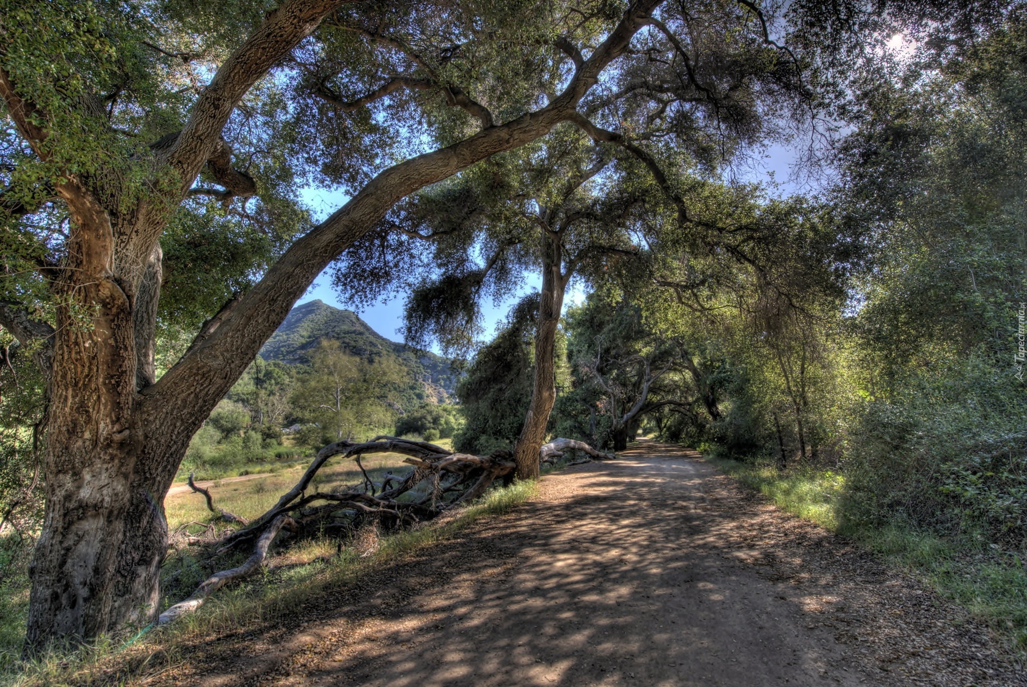 Droga, Góry, Las, Malibu, Kalifornia