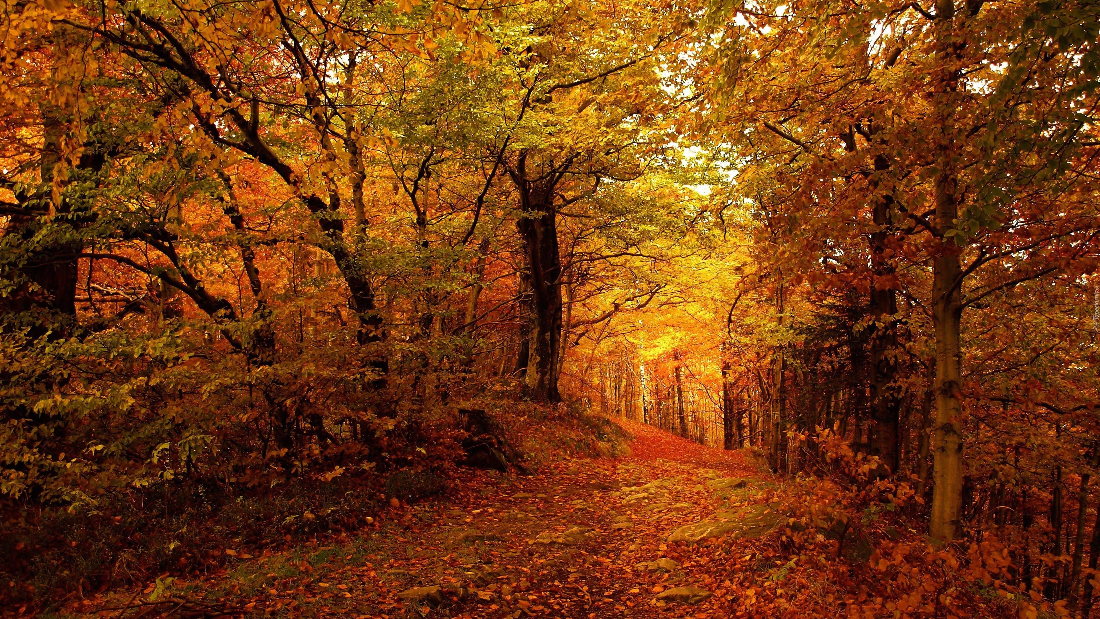 Fall scenes. Осень в лесу. Осенний лес. Лес осенью. Пейзаж осени.
