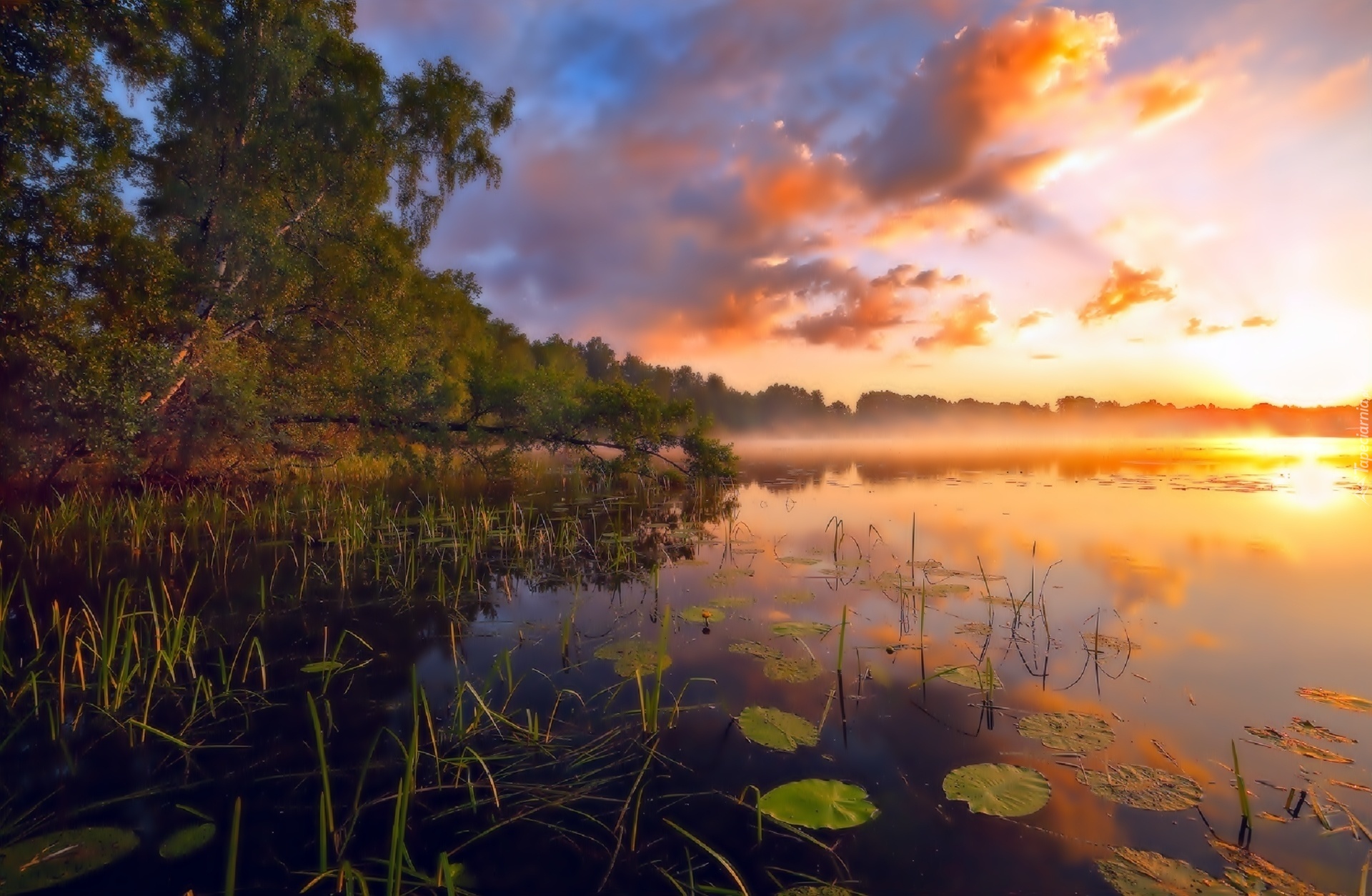 Jezioro, Las, Mgła, Wschód Słońca