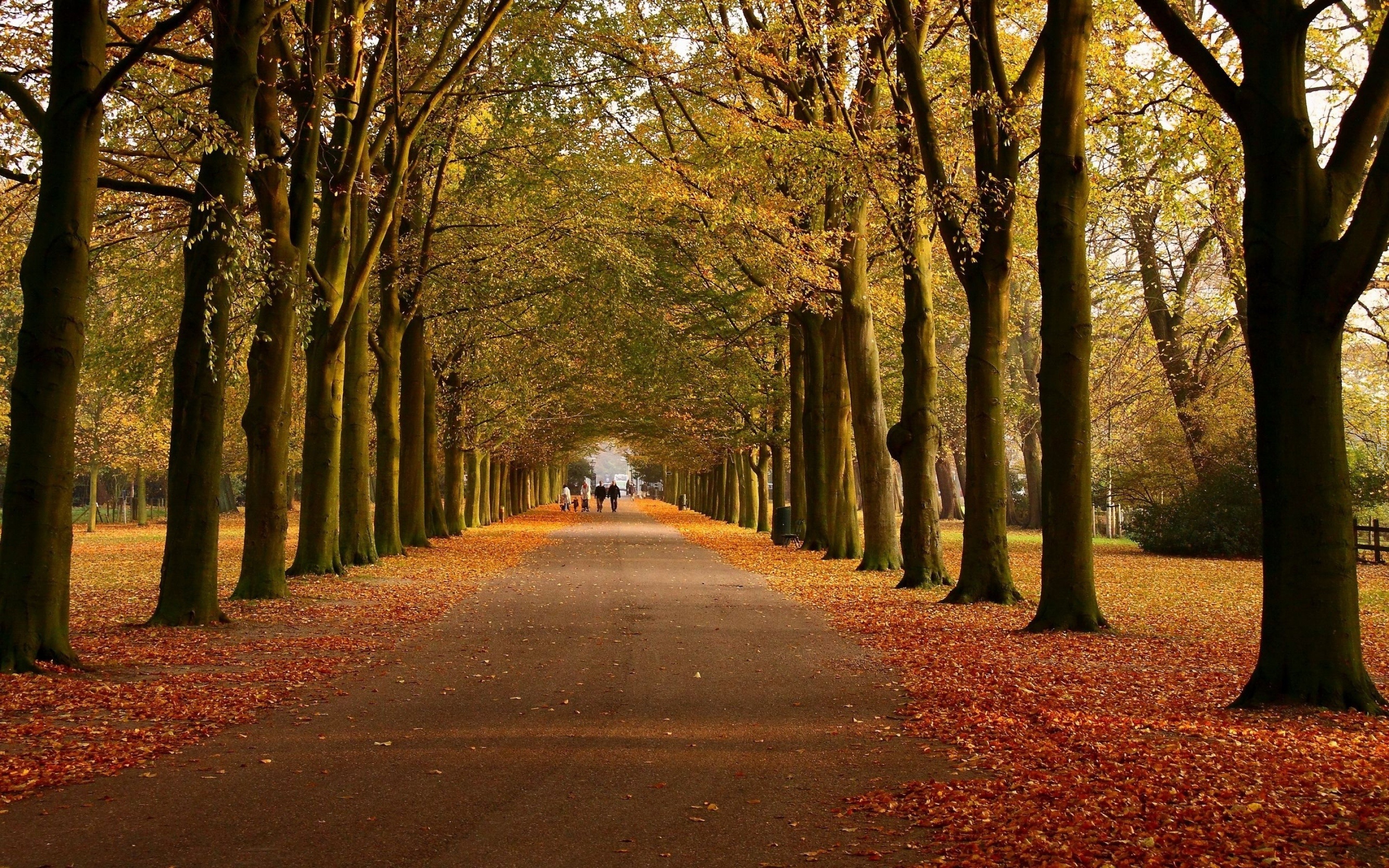 Jesień, Drzewa, Park