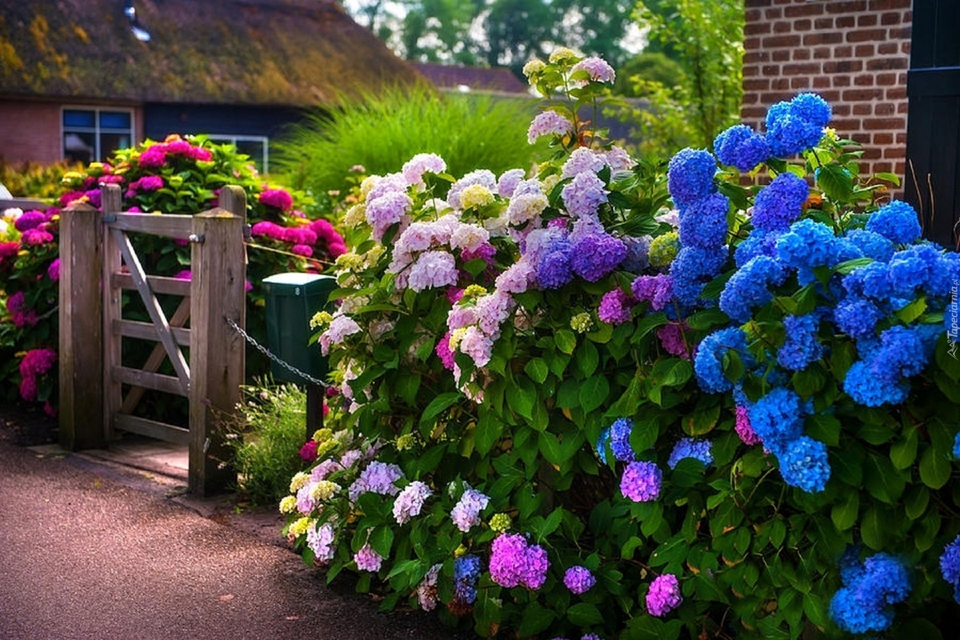 Dom, Ogród, Kolorowe, Hortensje