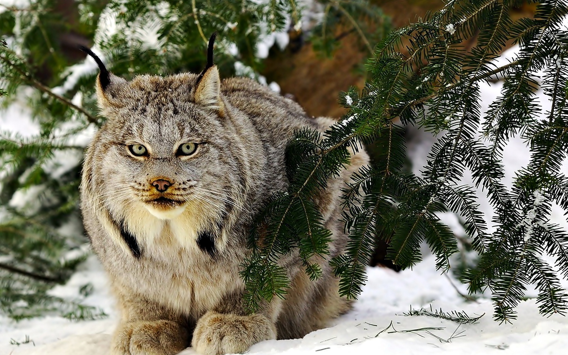 Zima, Śnieg, Ryś kanadyjski