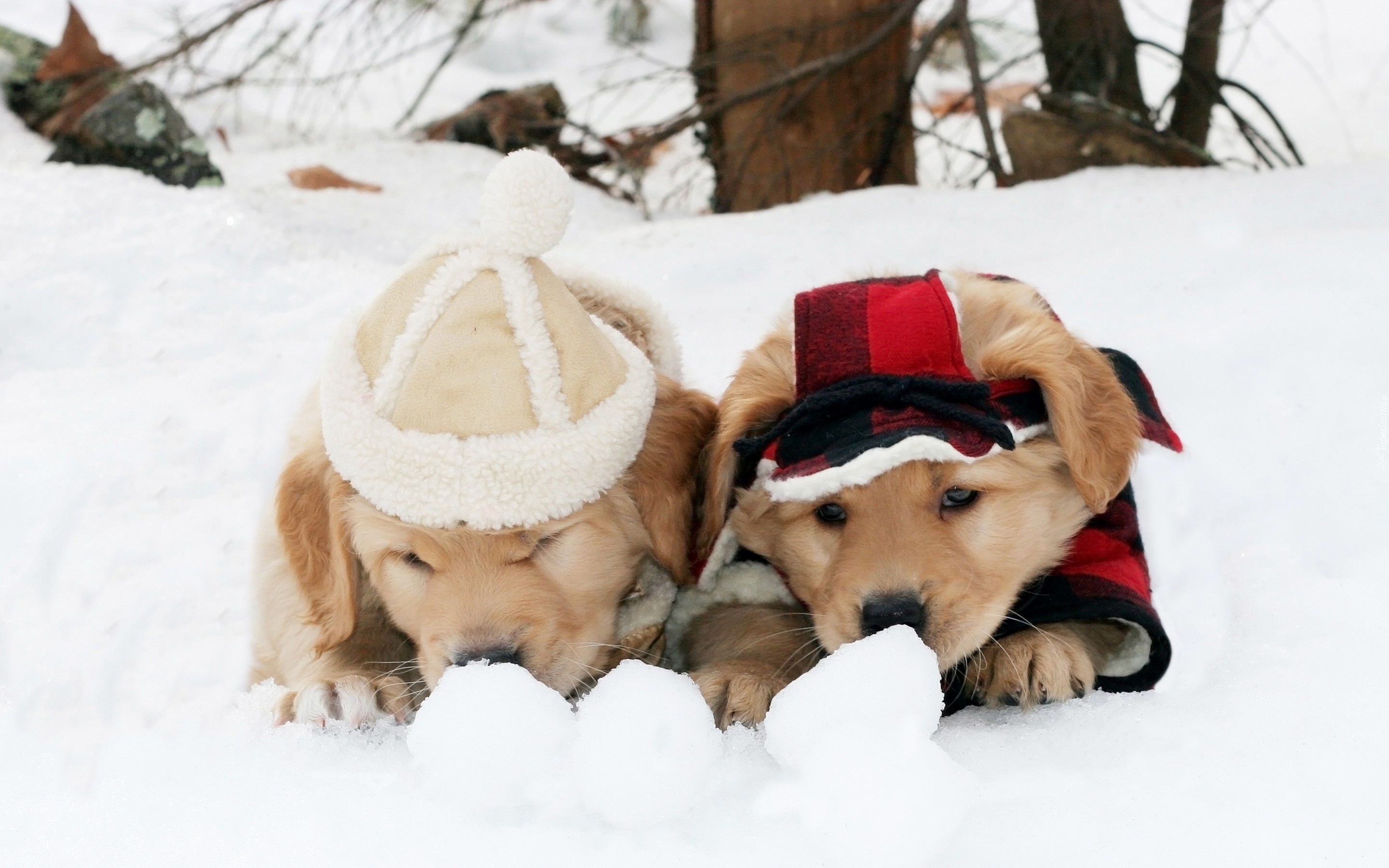 Zima, Śnieg, Psy, Szczeniaki, Golden Retriever