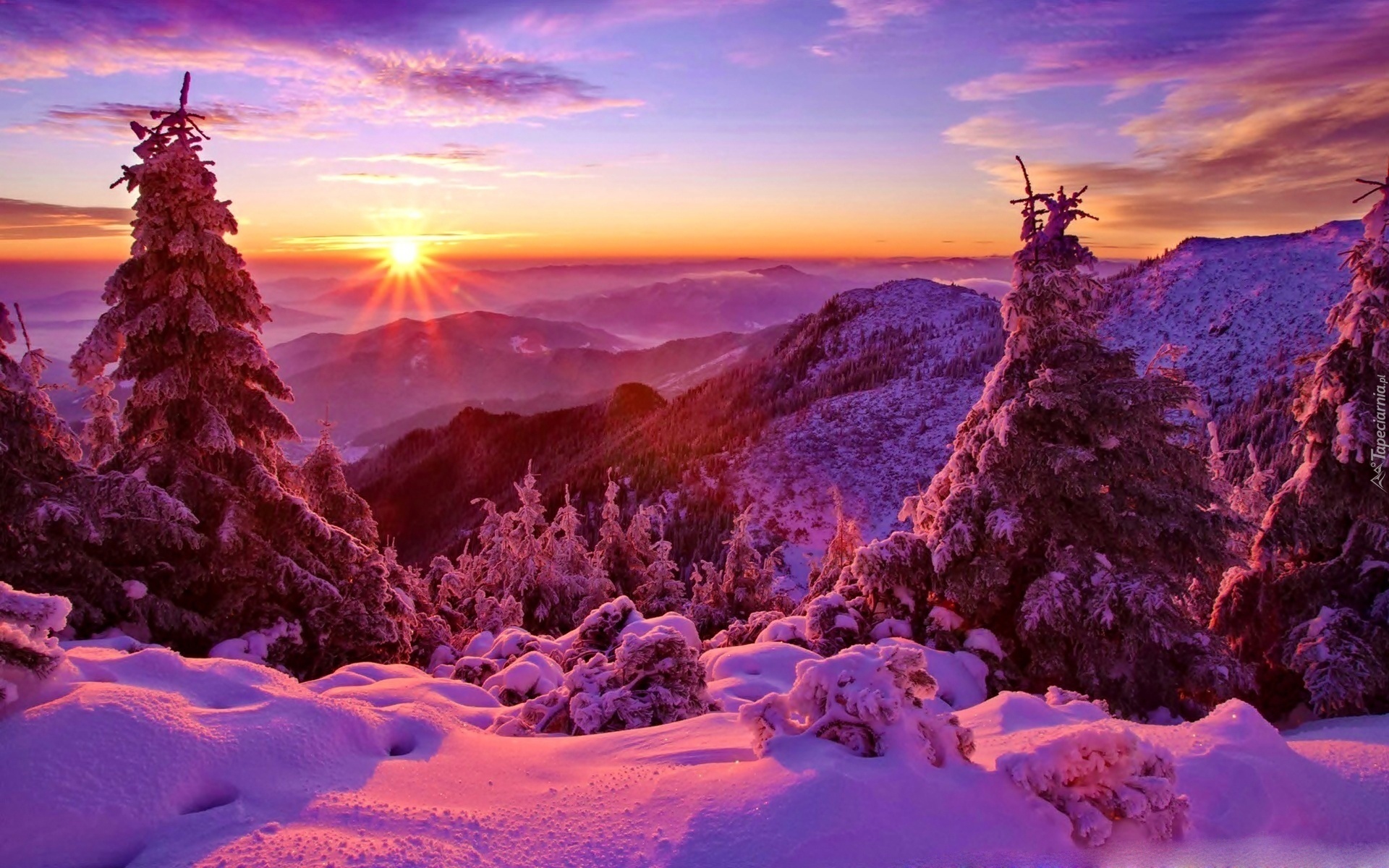 Zima, Góry, Drzewa, Świerki, Ośnieżone, Wschód Słońca, Śnieg