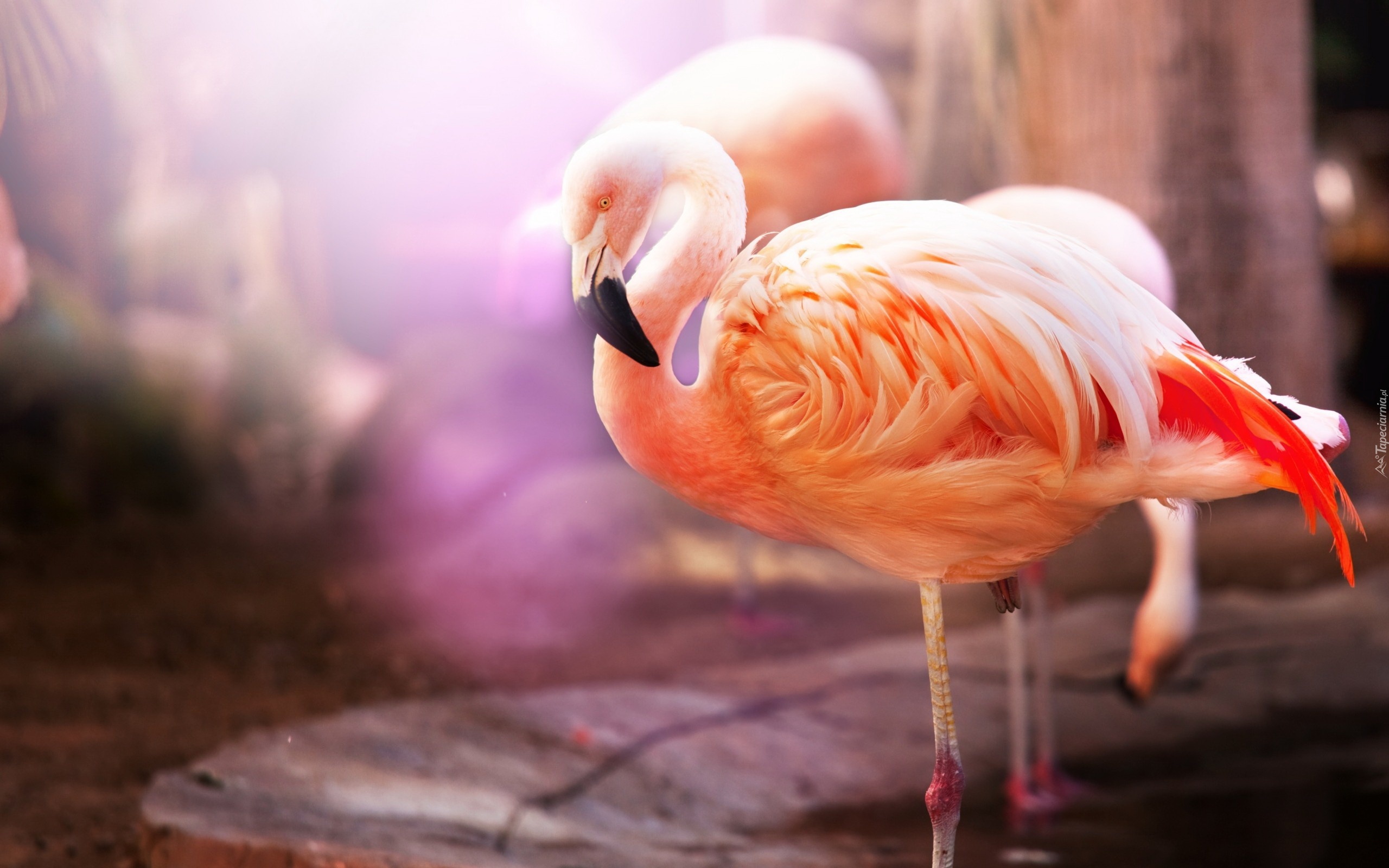 Dwa, Flamingi
