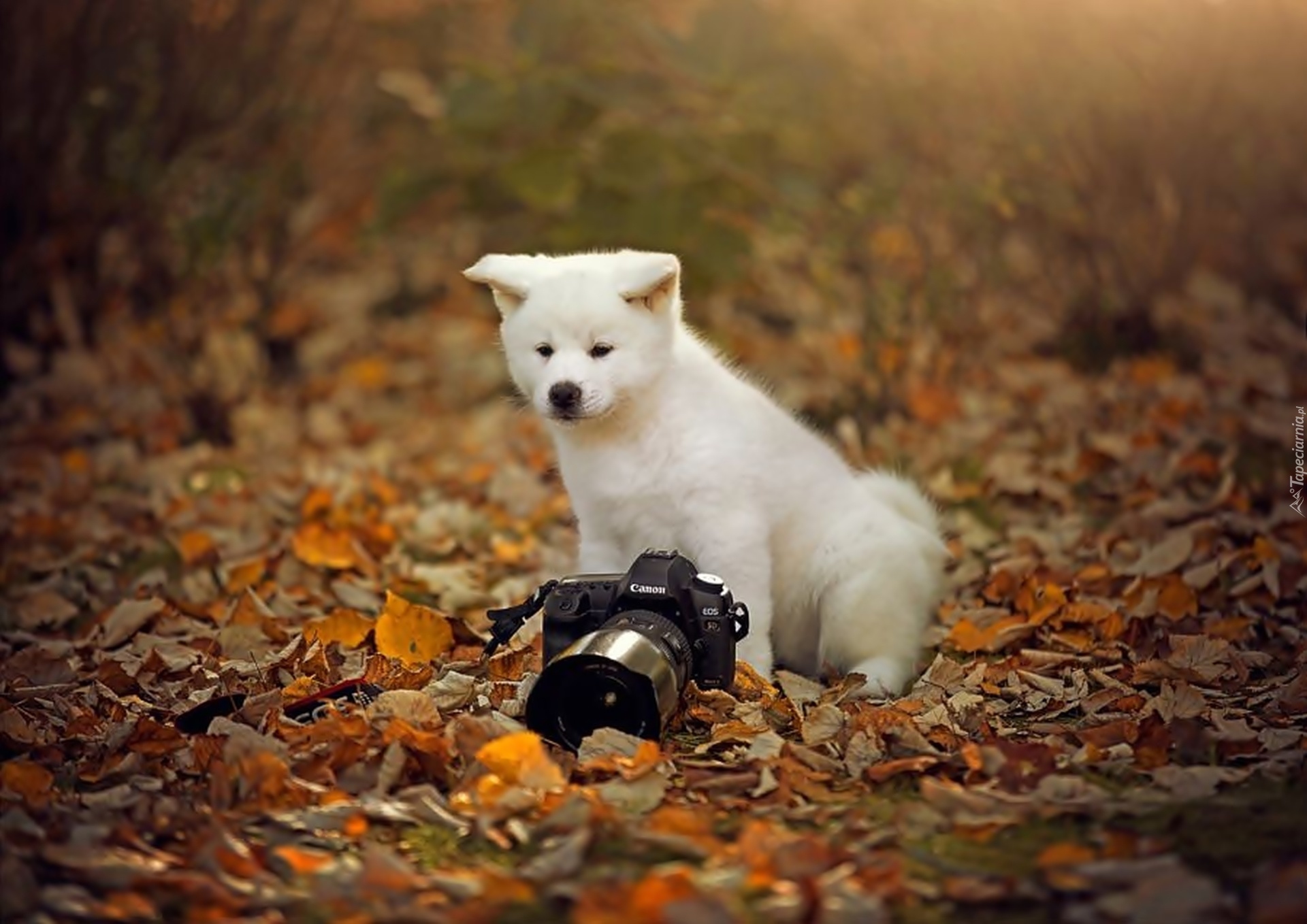 Mały, Szczeniaczek, Łąka, Liście, Aparat, Fotograficzny, Jesień