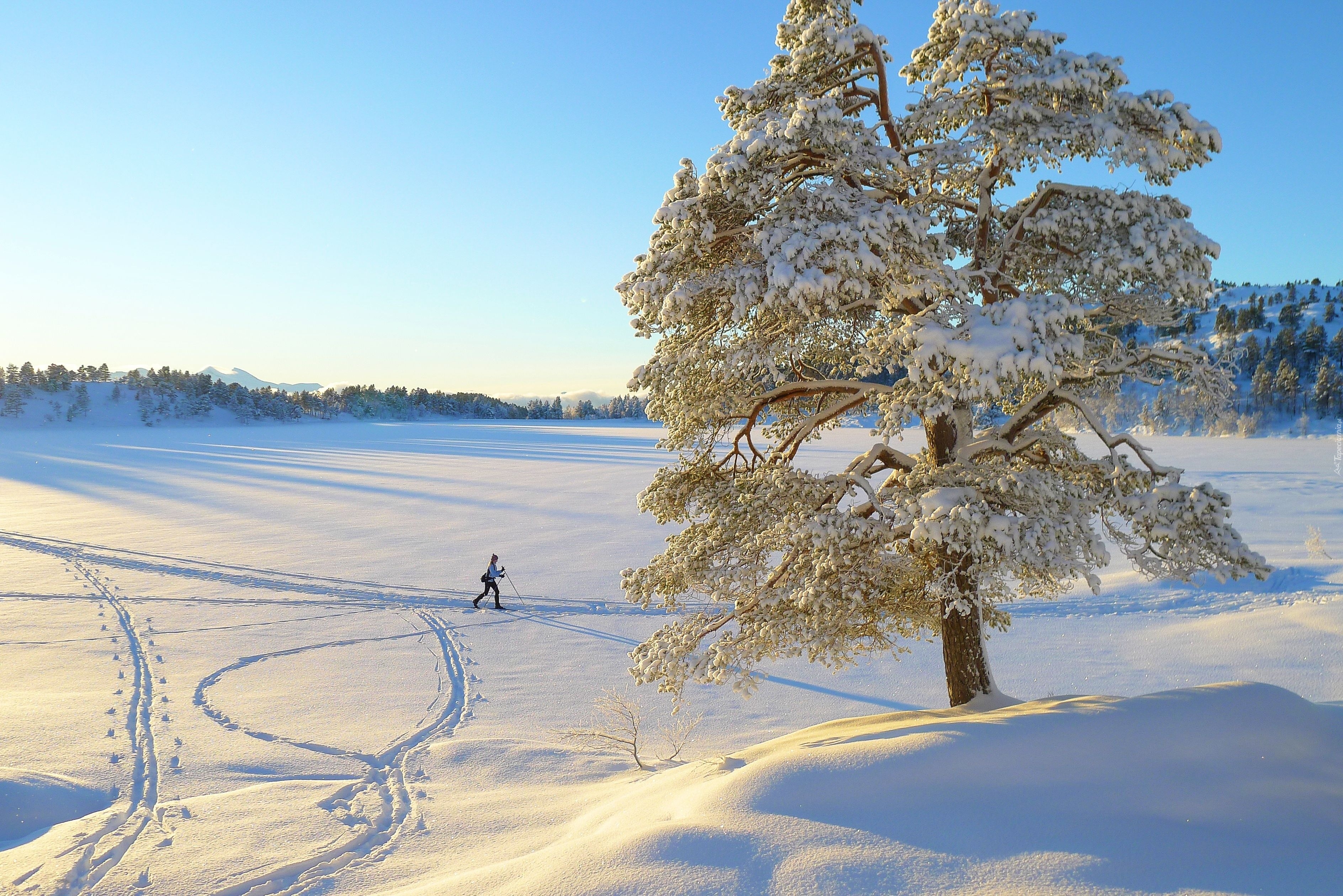 Zima, Śnieg, Drzewo, Człowiek