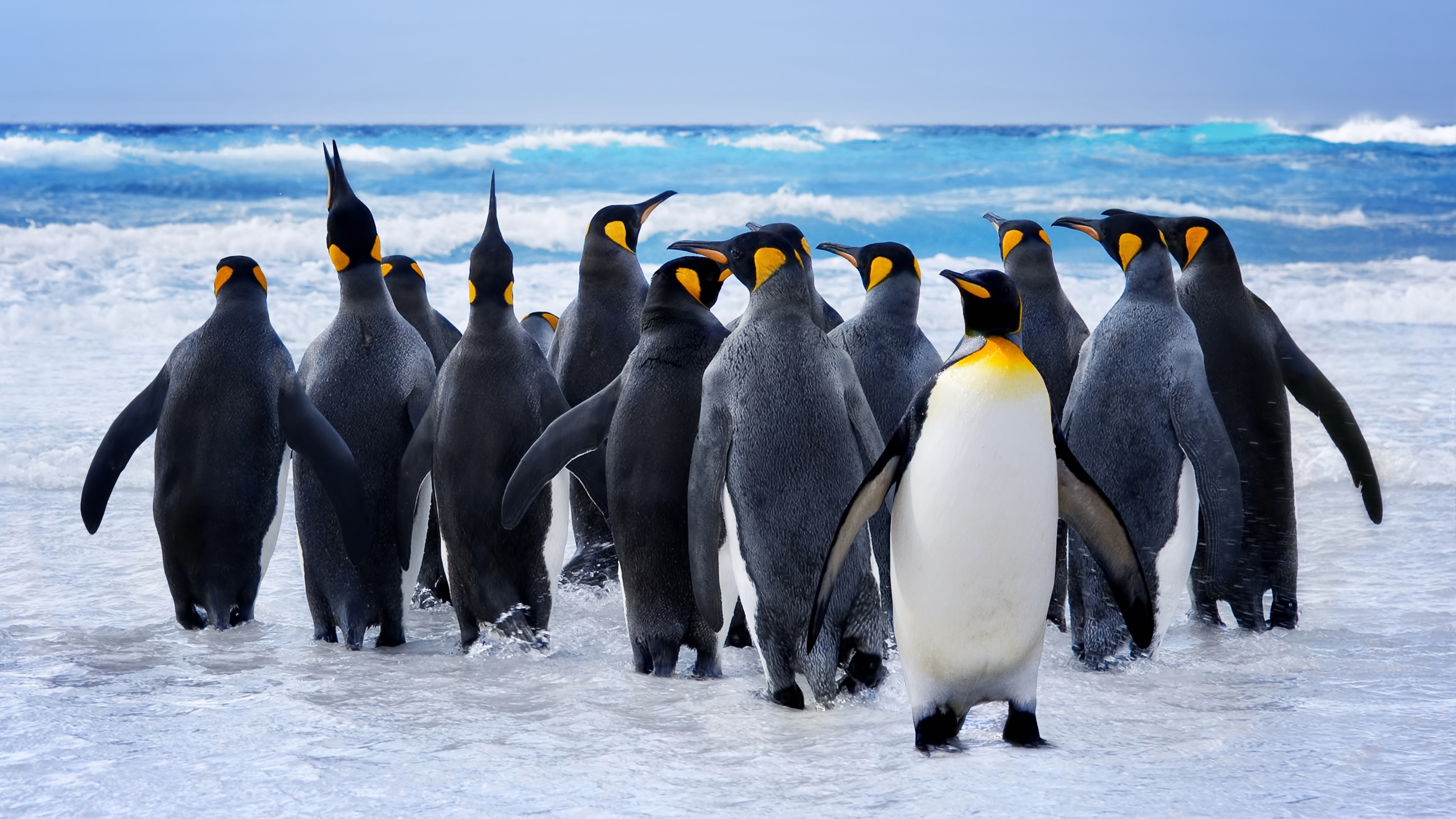 Rodzina, Pingwinów, Morze, Nowa, Zelandia
