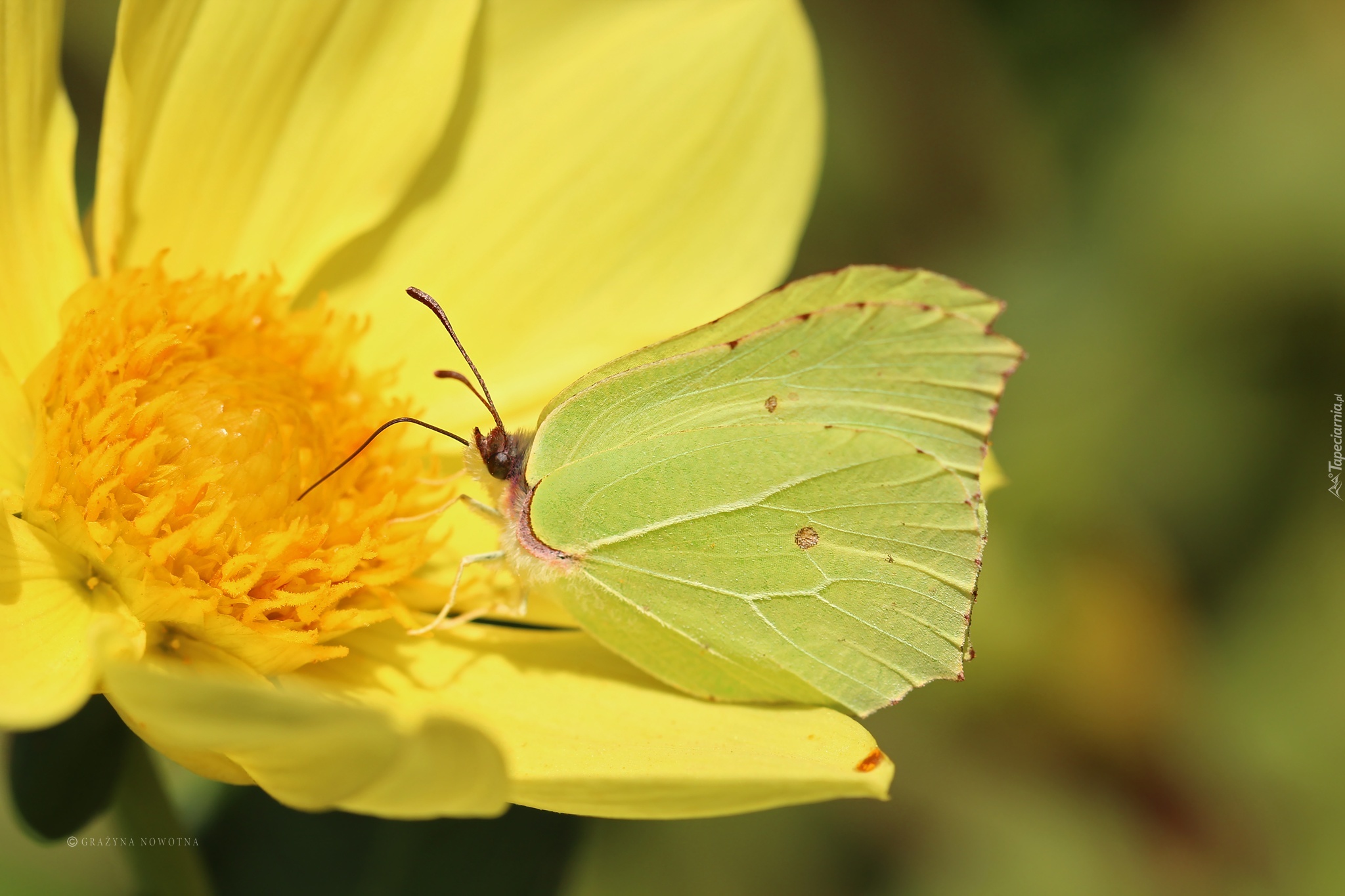 Motyl, Cytrynek, Owad