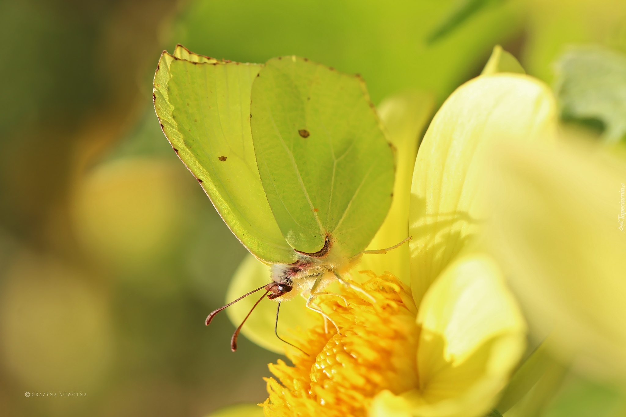 Motyl, Cytrynek, Owad