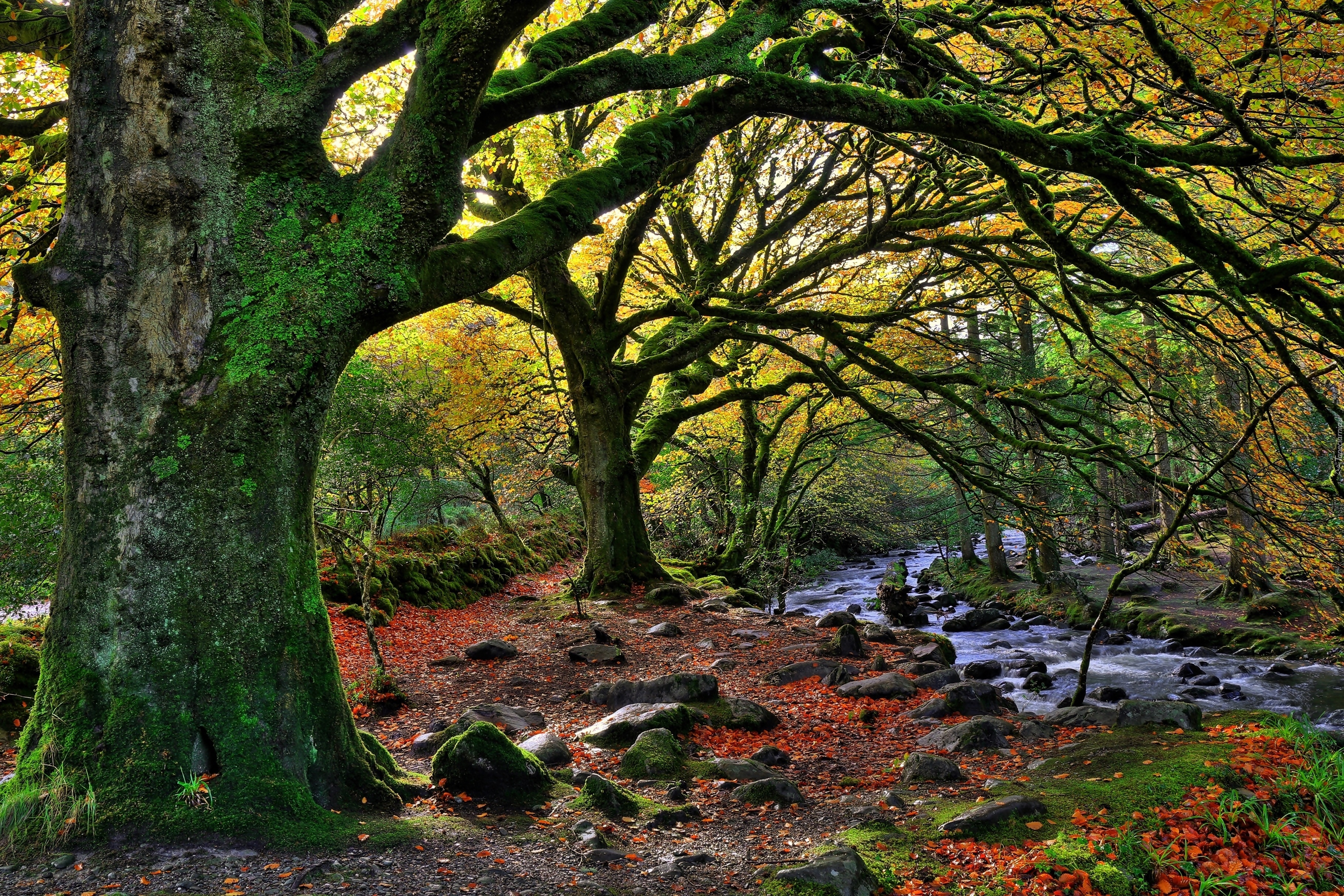 Irlandia, Rzeczka, Kamienie, Park Narodowy Killarney