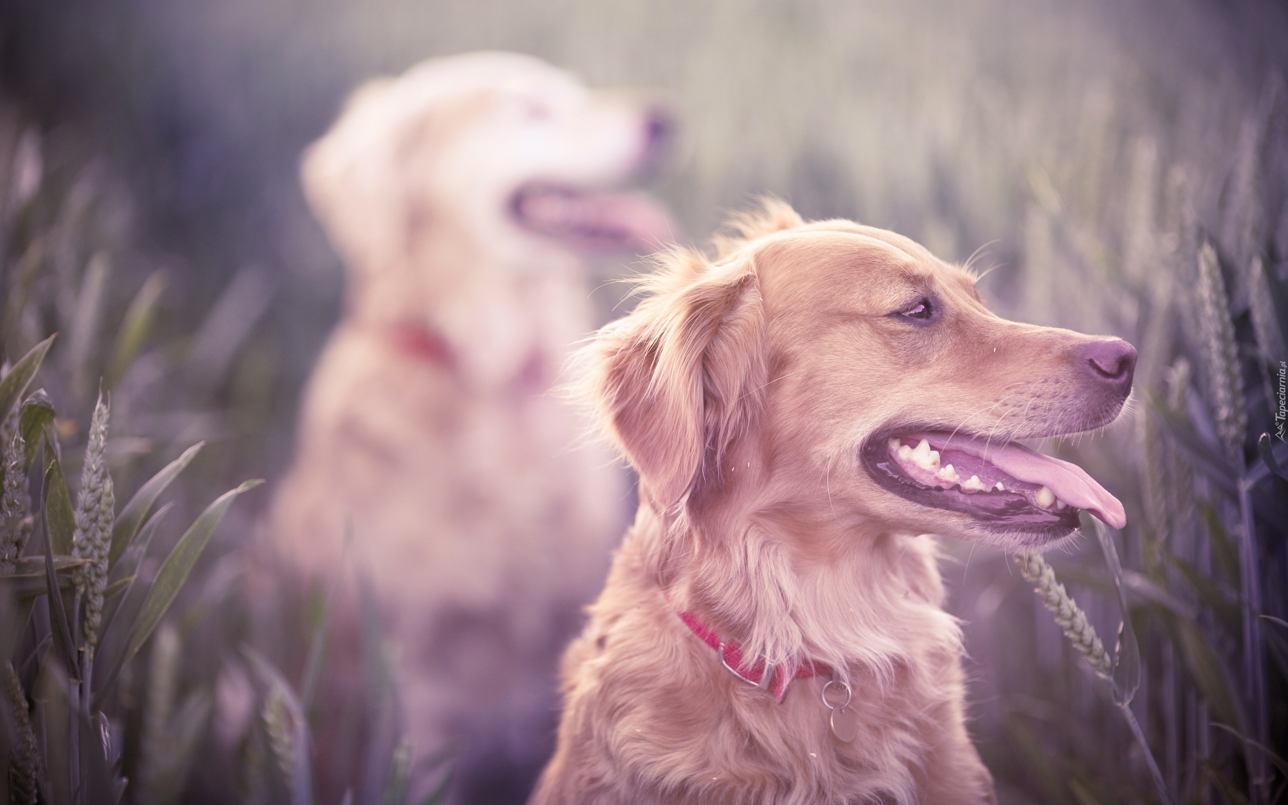 Golden, Retriever, Rozmycie