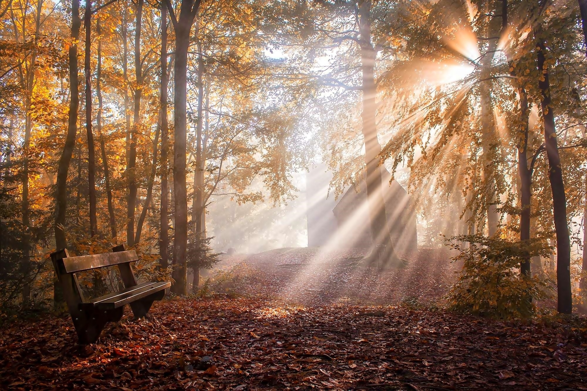 Park, Drzewa, Ławka, Liście, Promienie, Słońca, Jesień